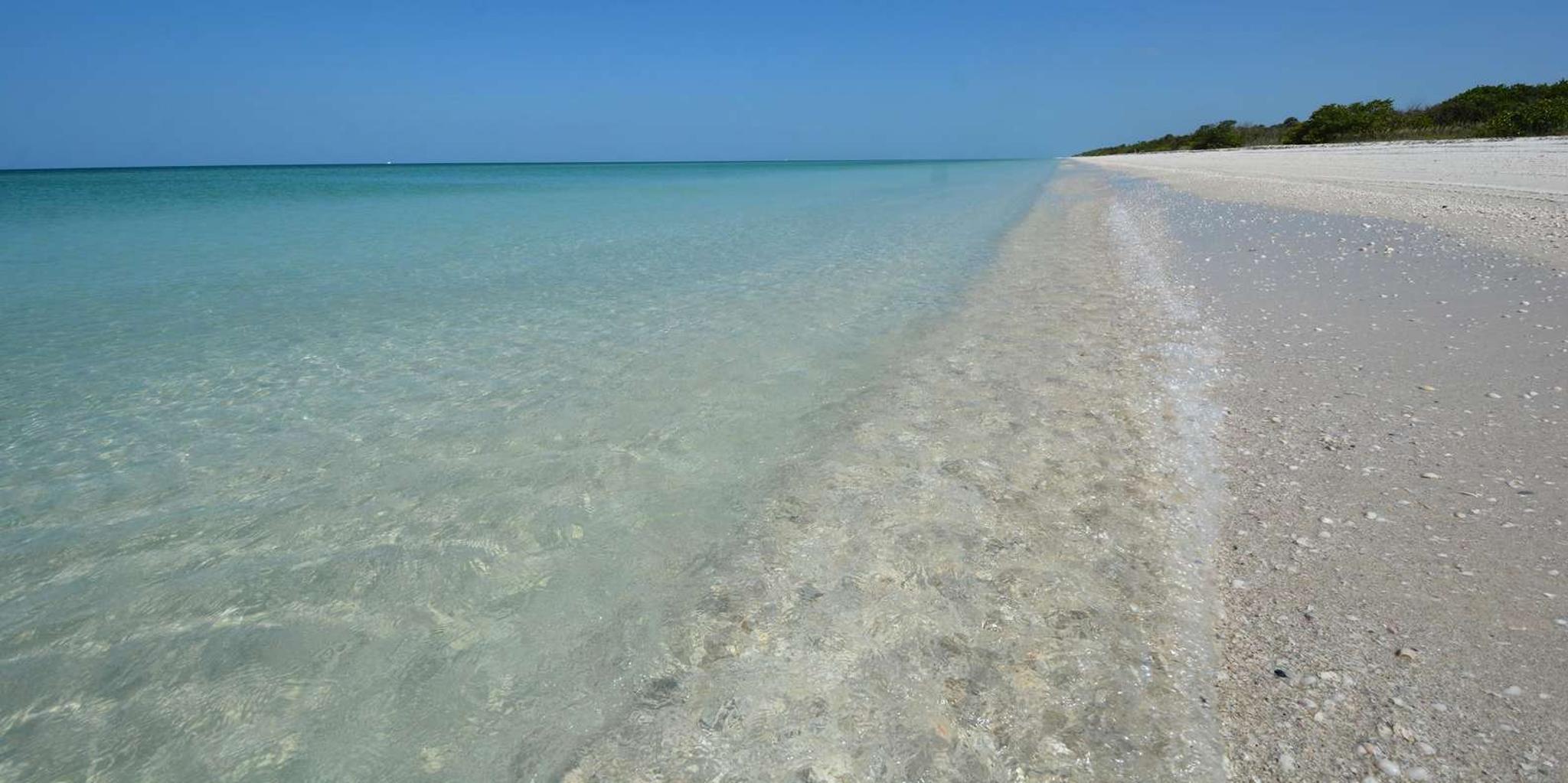 Naples Dolphin Watch and Shelling Cruise - Image 3