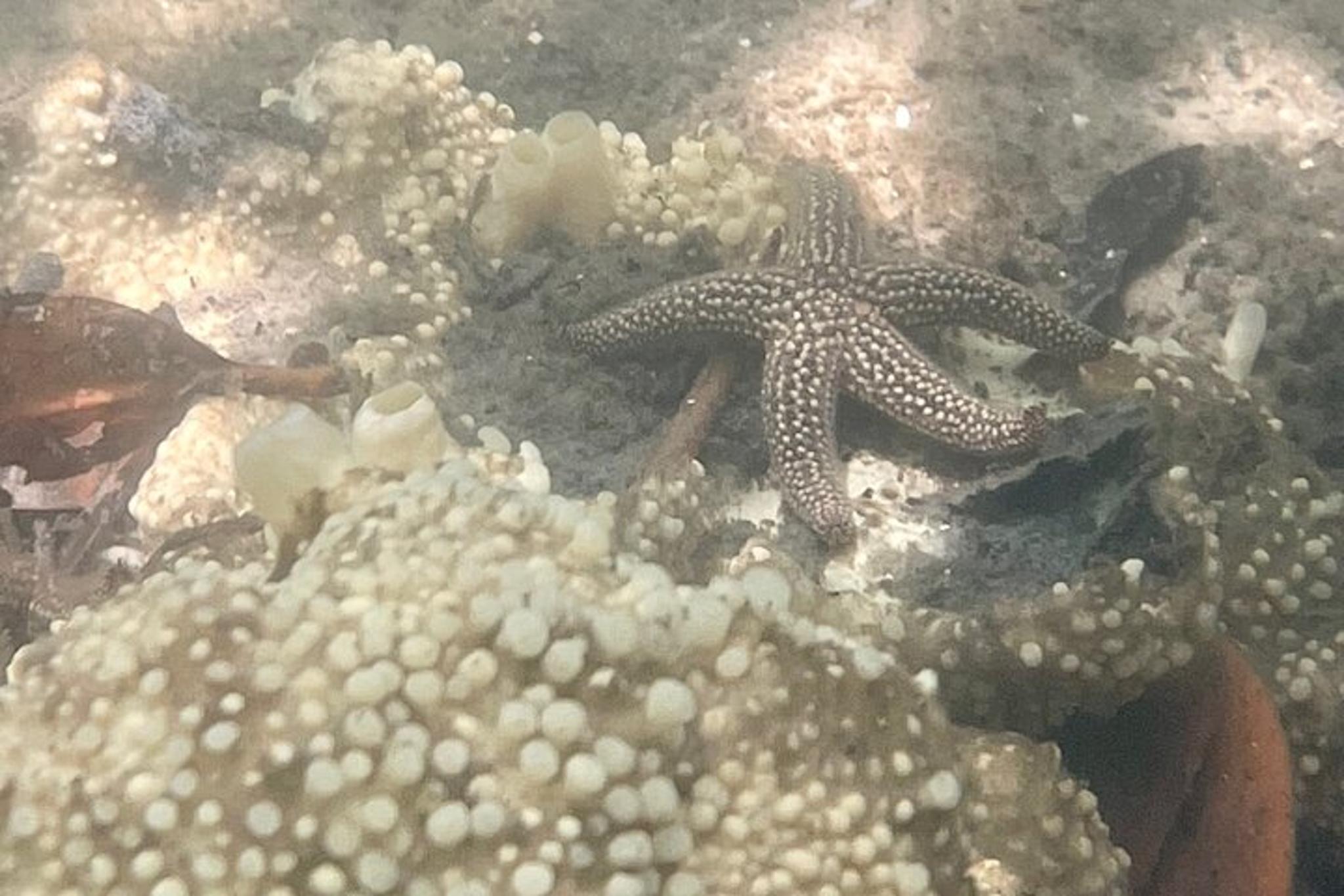 Don Pedro Island Kayak Eco Tour - Image 6