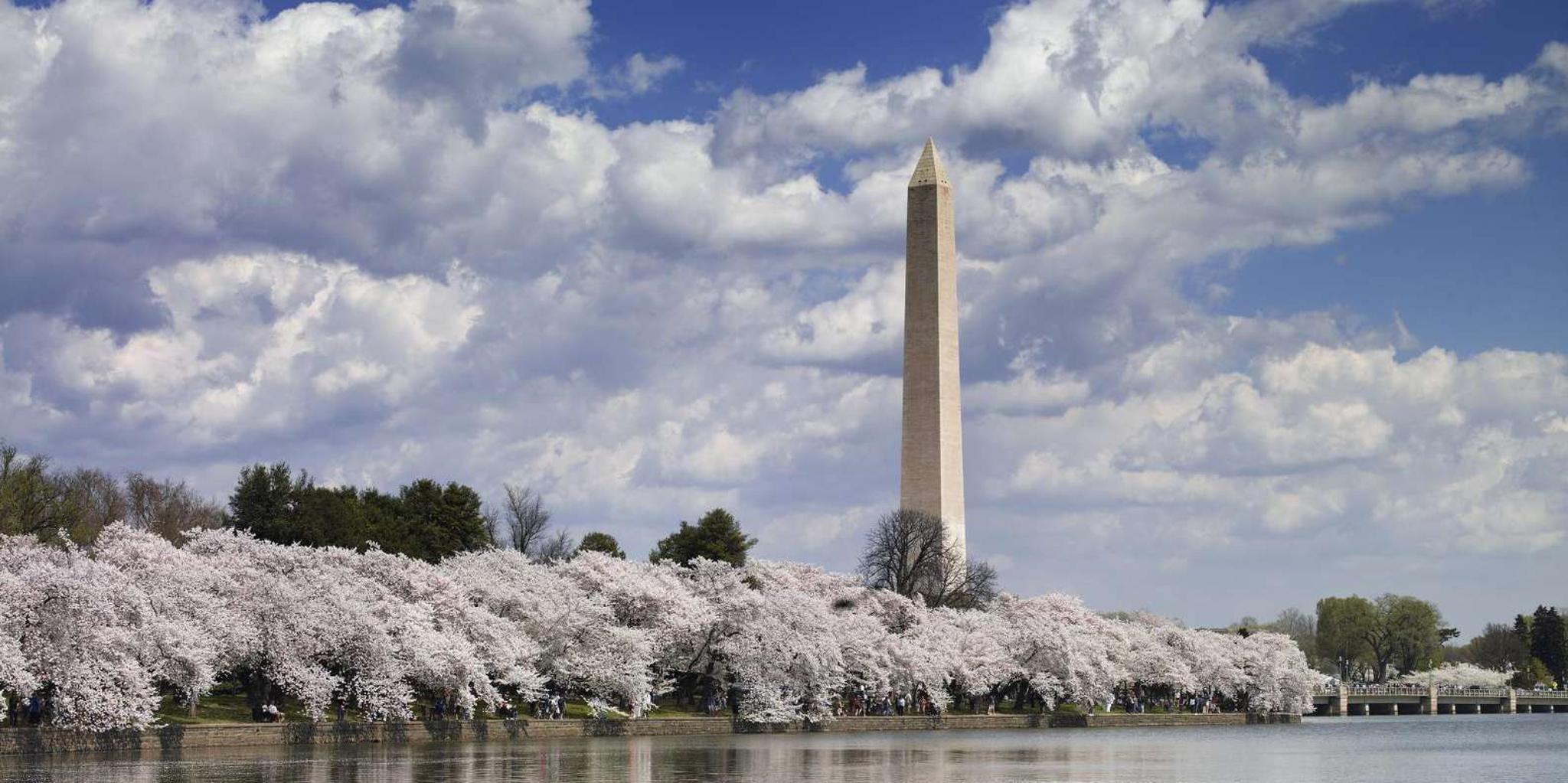 Washington DC Cherry Blossoms Tour with Retired Ranger - Image 1
