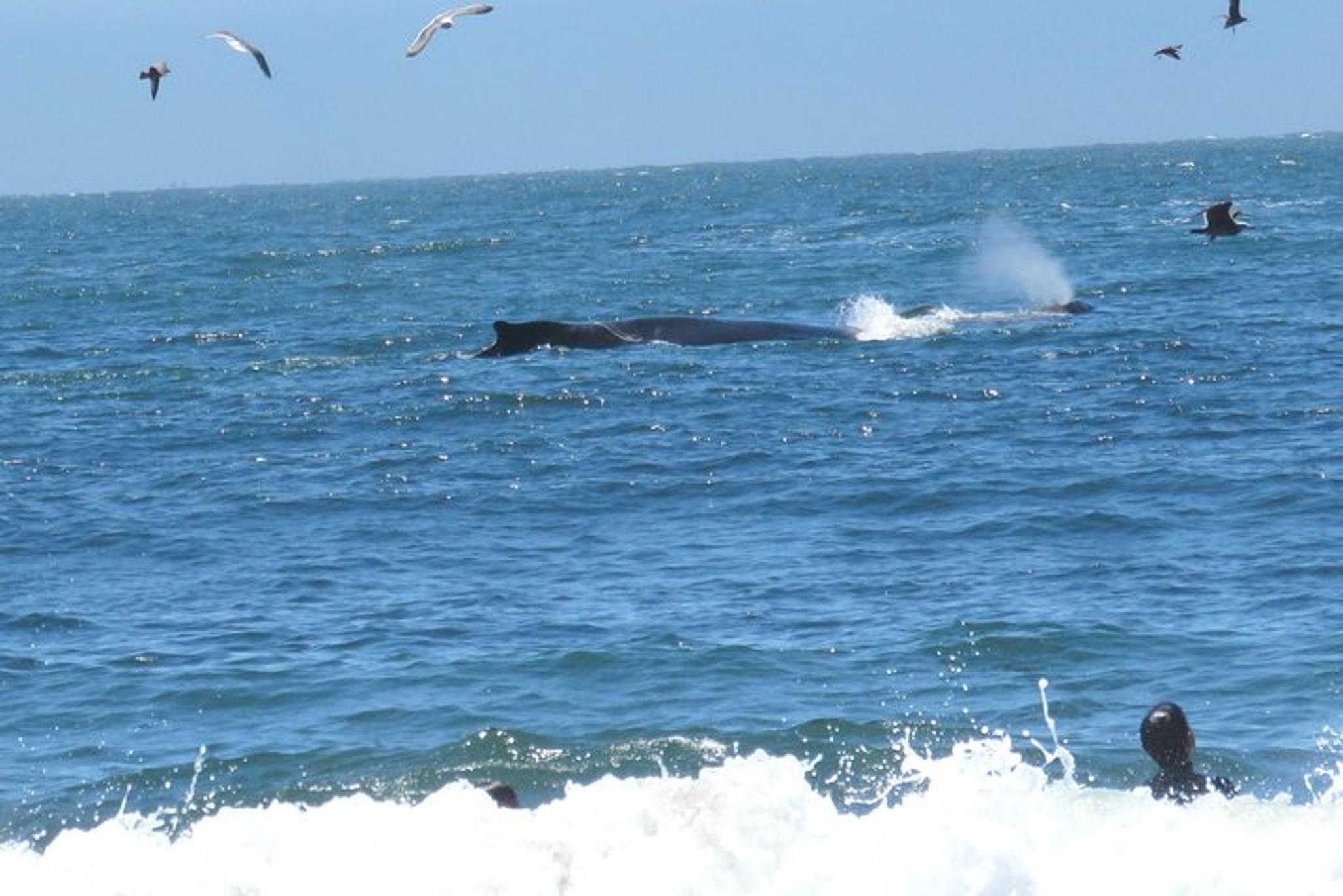 San Francisco Alcatraz and Muir Woods Private Tour - Image 5