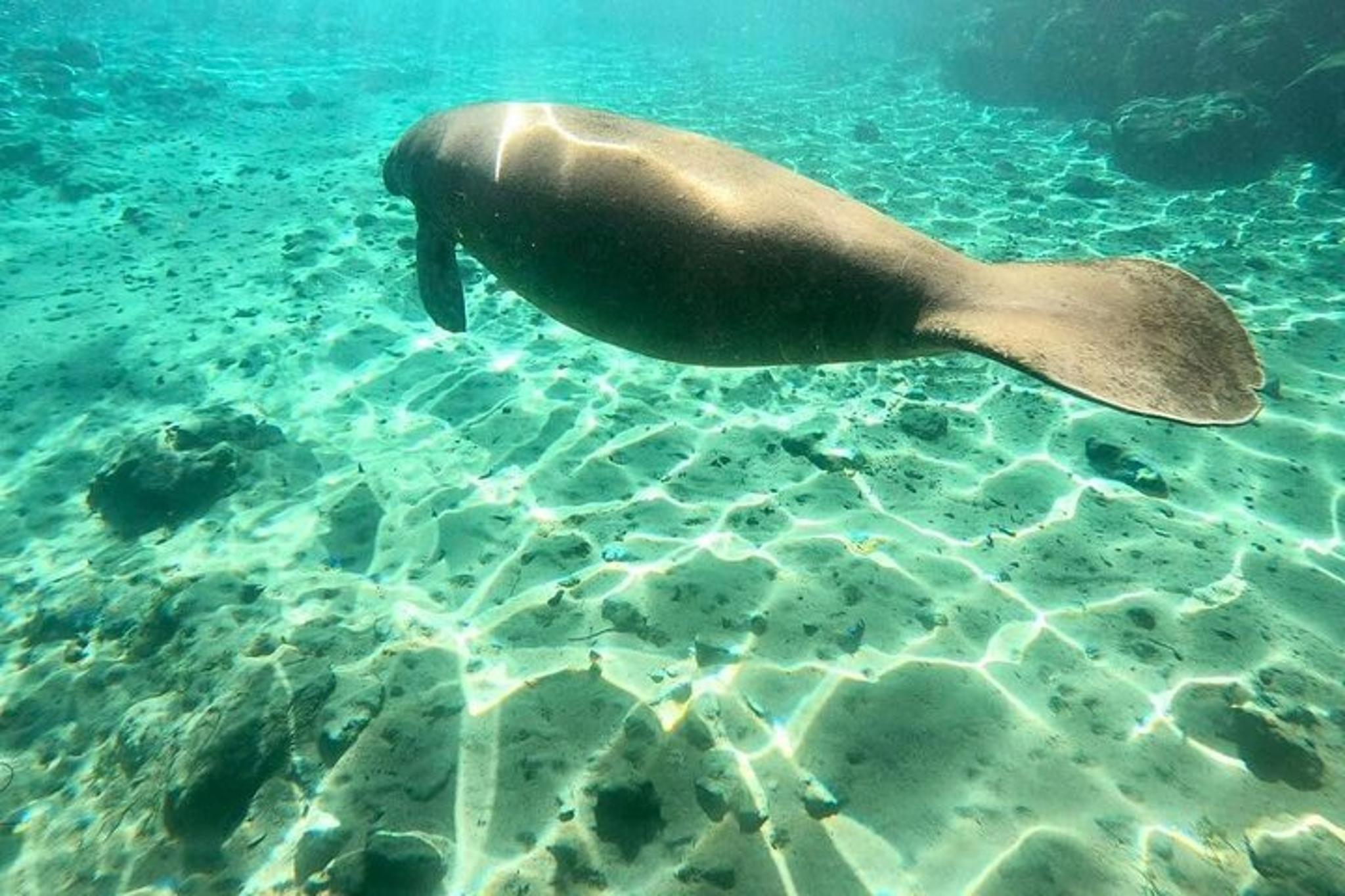 Crystal River Manatee Snorkel Tour with Free Photos - Image 6
