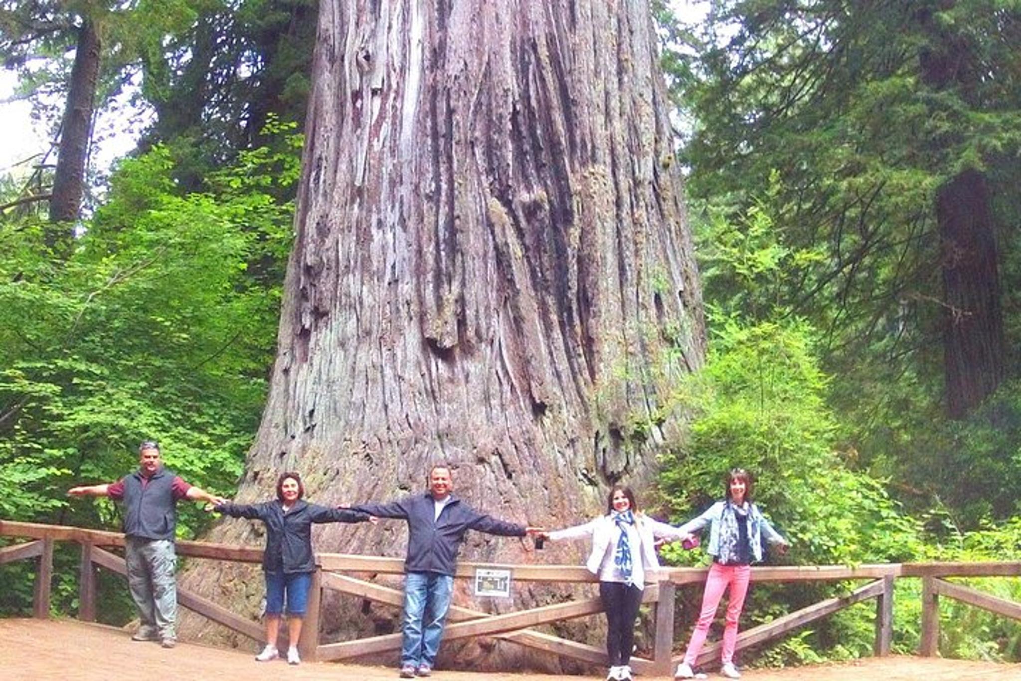 San Francisco Avenue of the Giants Redwood Tour - Image 2