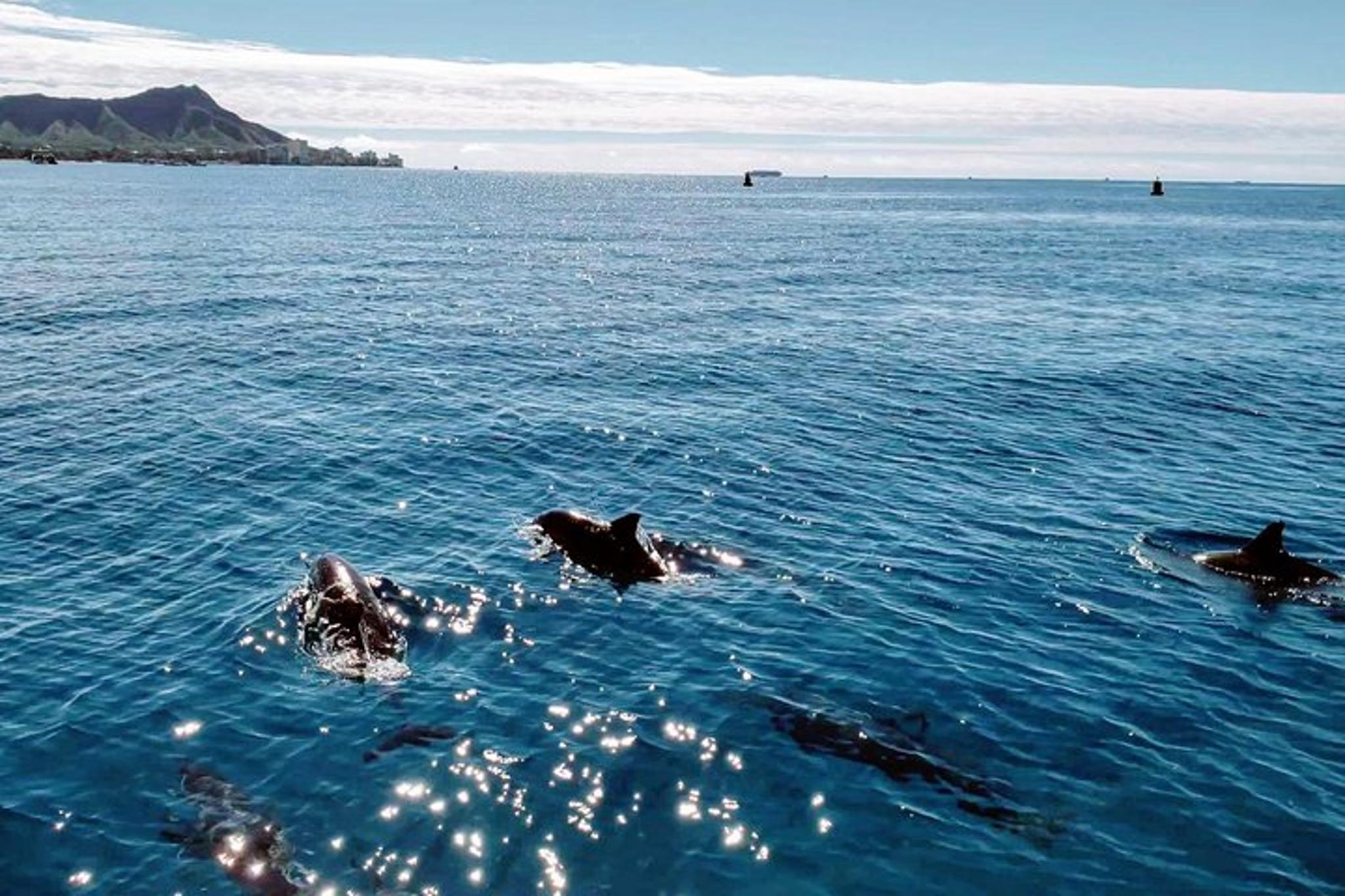 Honolulu Snorkeling and Wildlife Adventure Boat Tour 2 hr - Image 5