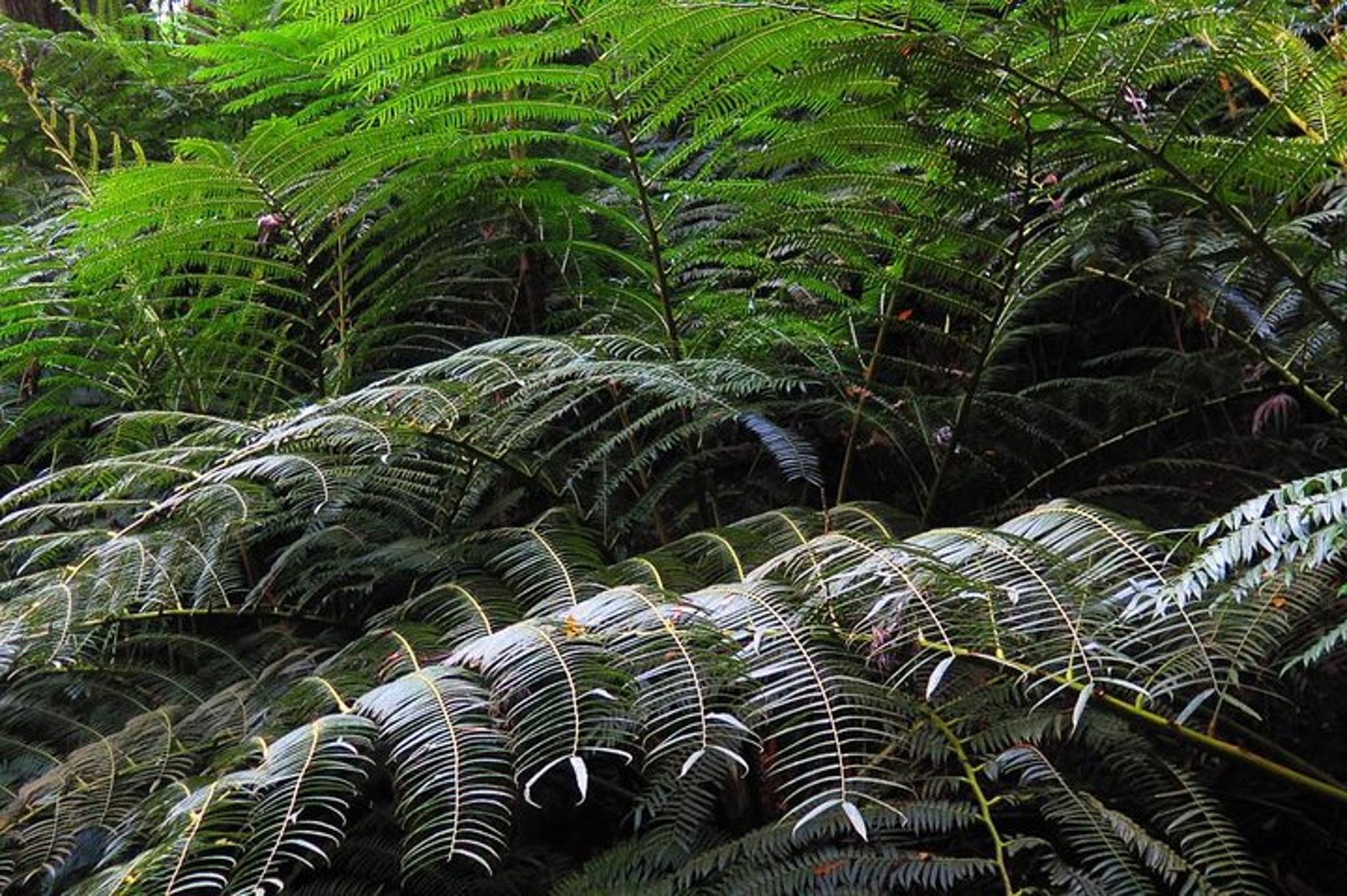 Oahu Hidden Waterfall Hike - Image 4