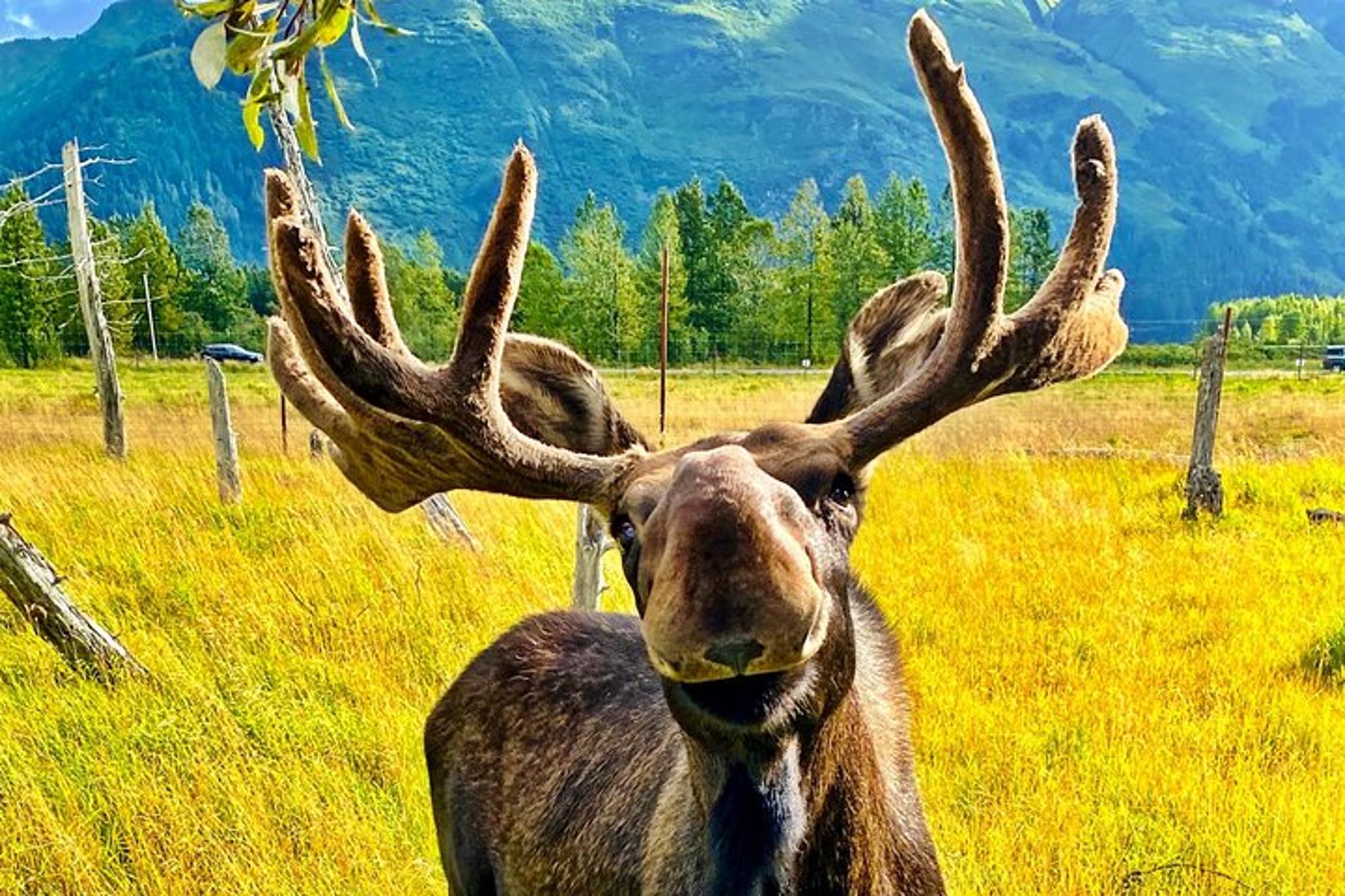 Anchorage Summer Wildlife Tour - Image 2