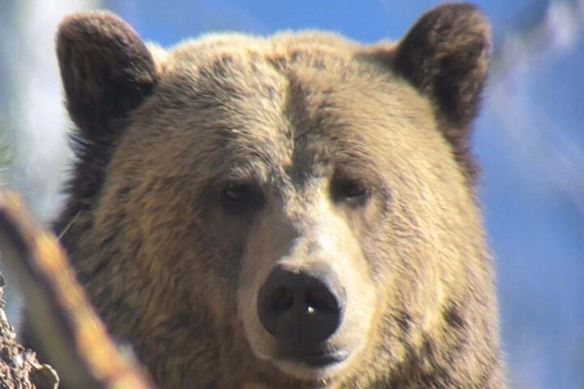 Yellowstone Wildlife and Iconic Sites Tour