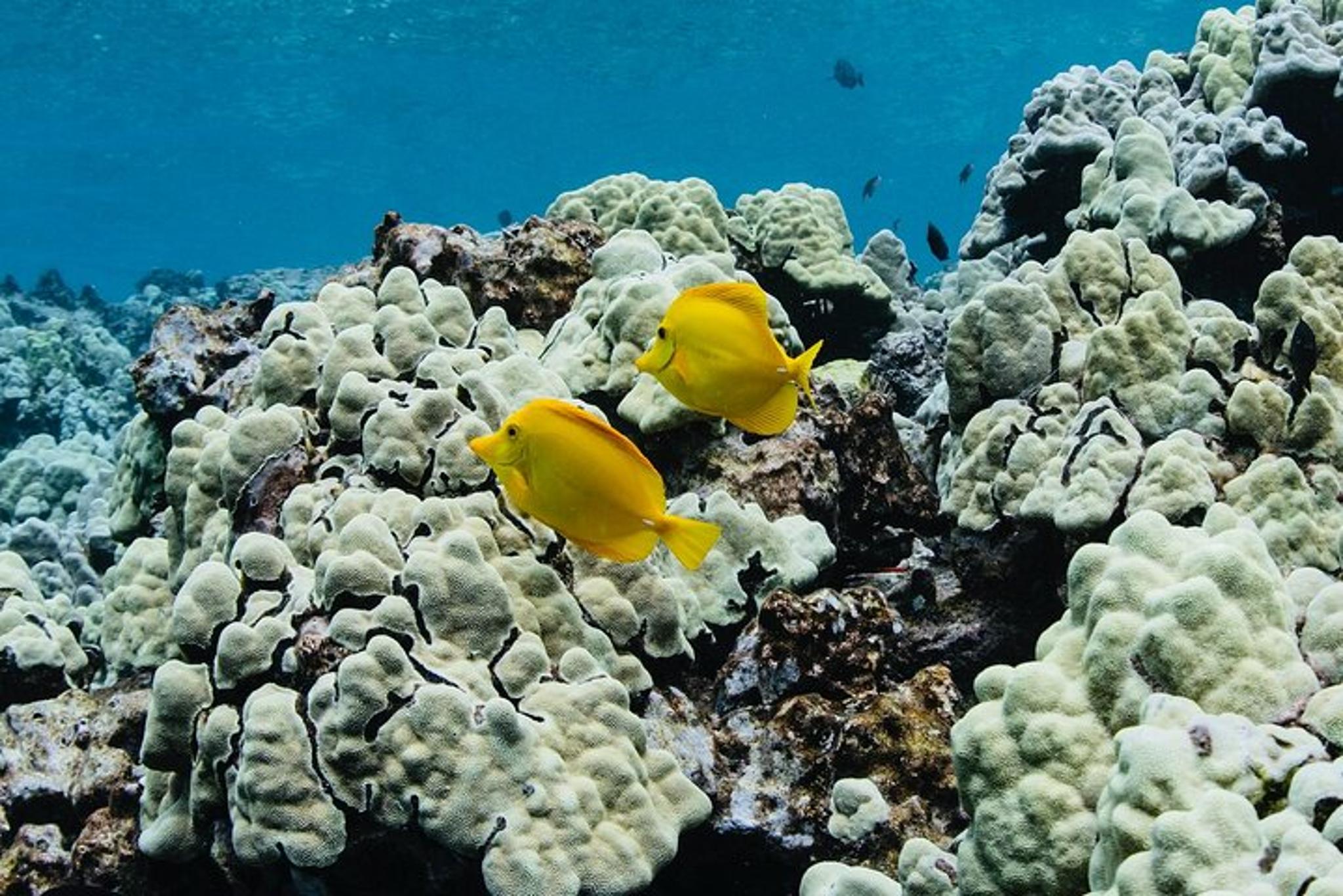 Kona Kealakekua Bay Snorkeling Adventure - Image 3