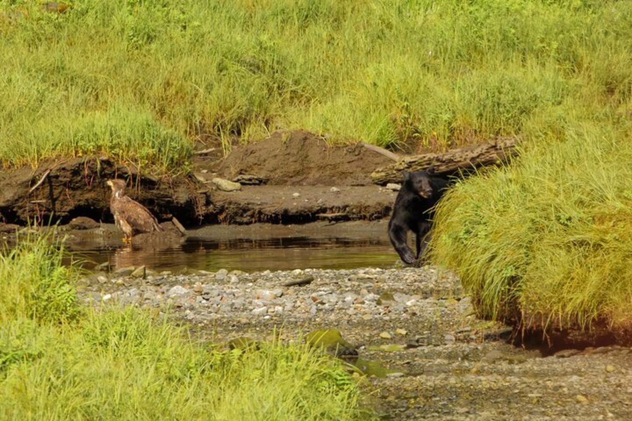 Ketchikan Wildlife Safari and Sightseeing Tour 2.5 hr - Image 5