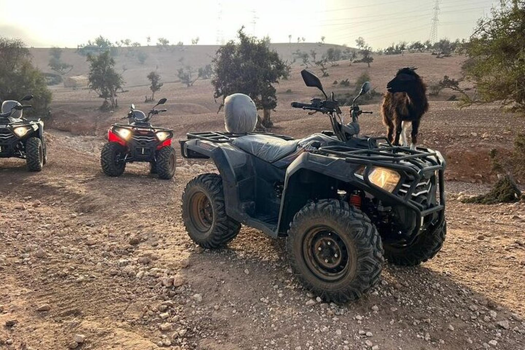 Agadir Quad Bike and Crocoparc Tour - Image 4
