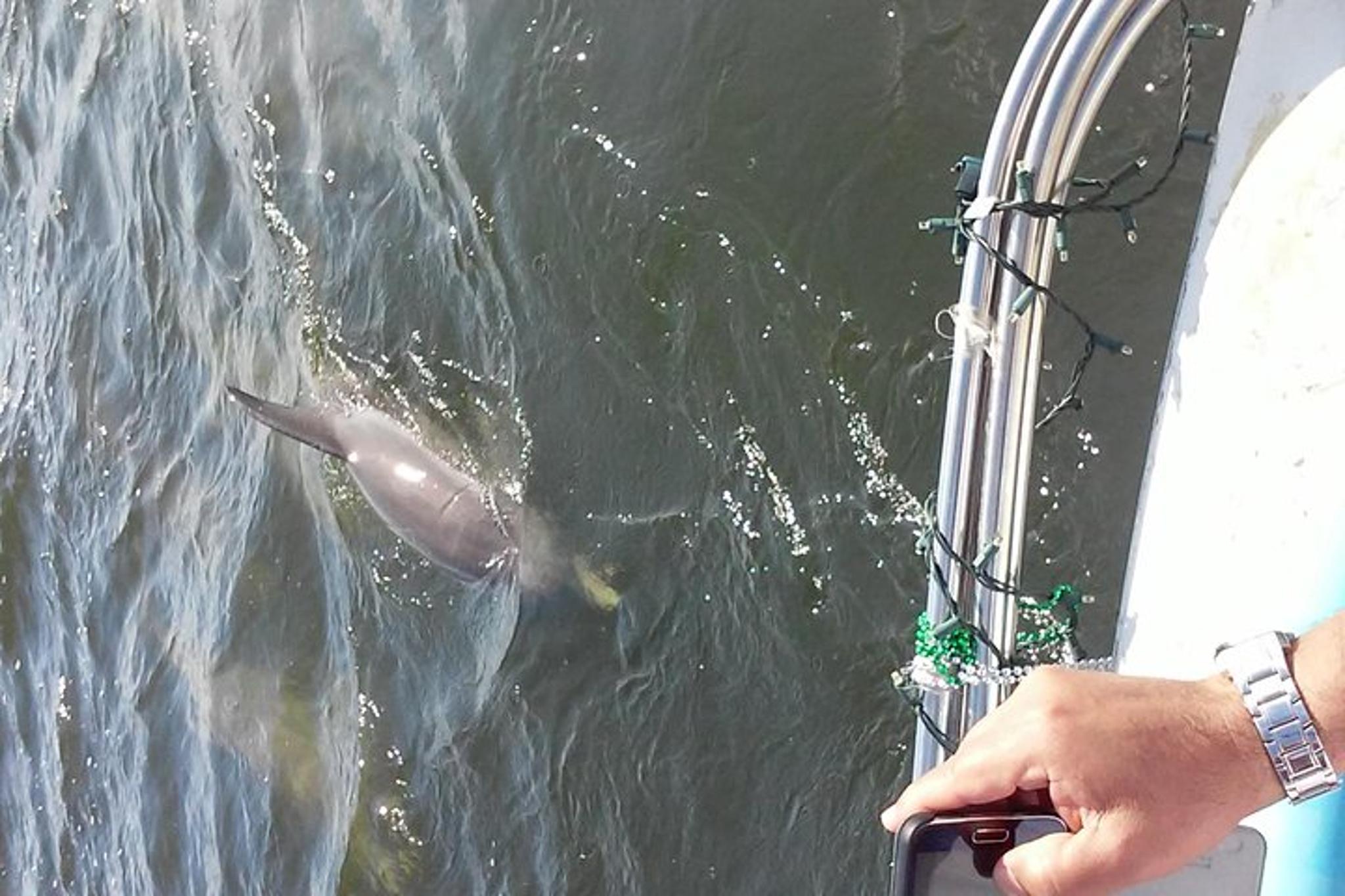 Tampa Dolphin Sightseeing Cruise 1.5 hr - Image 3