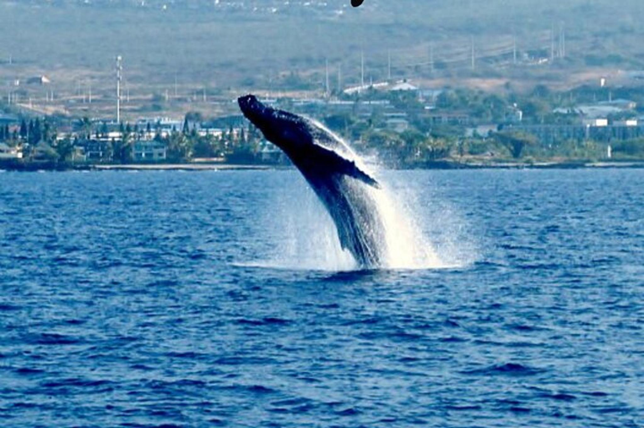 Kailua-Kona Whale Watching Tour - Image 2