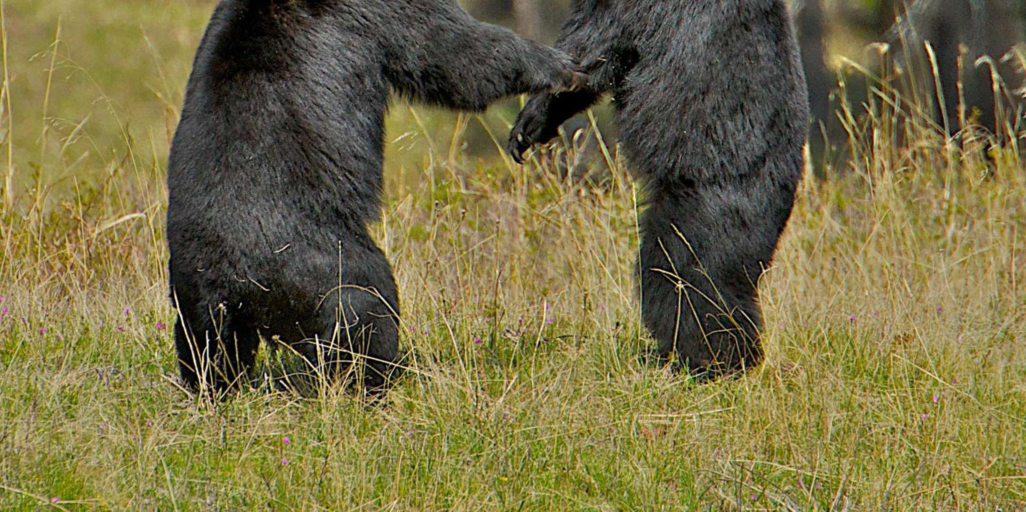 Jackson Grand Teton Wildlife Safari 4 hr - Image 3