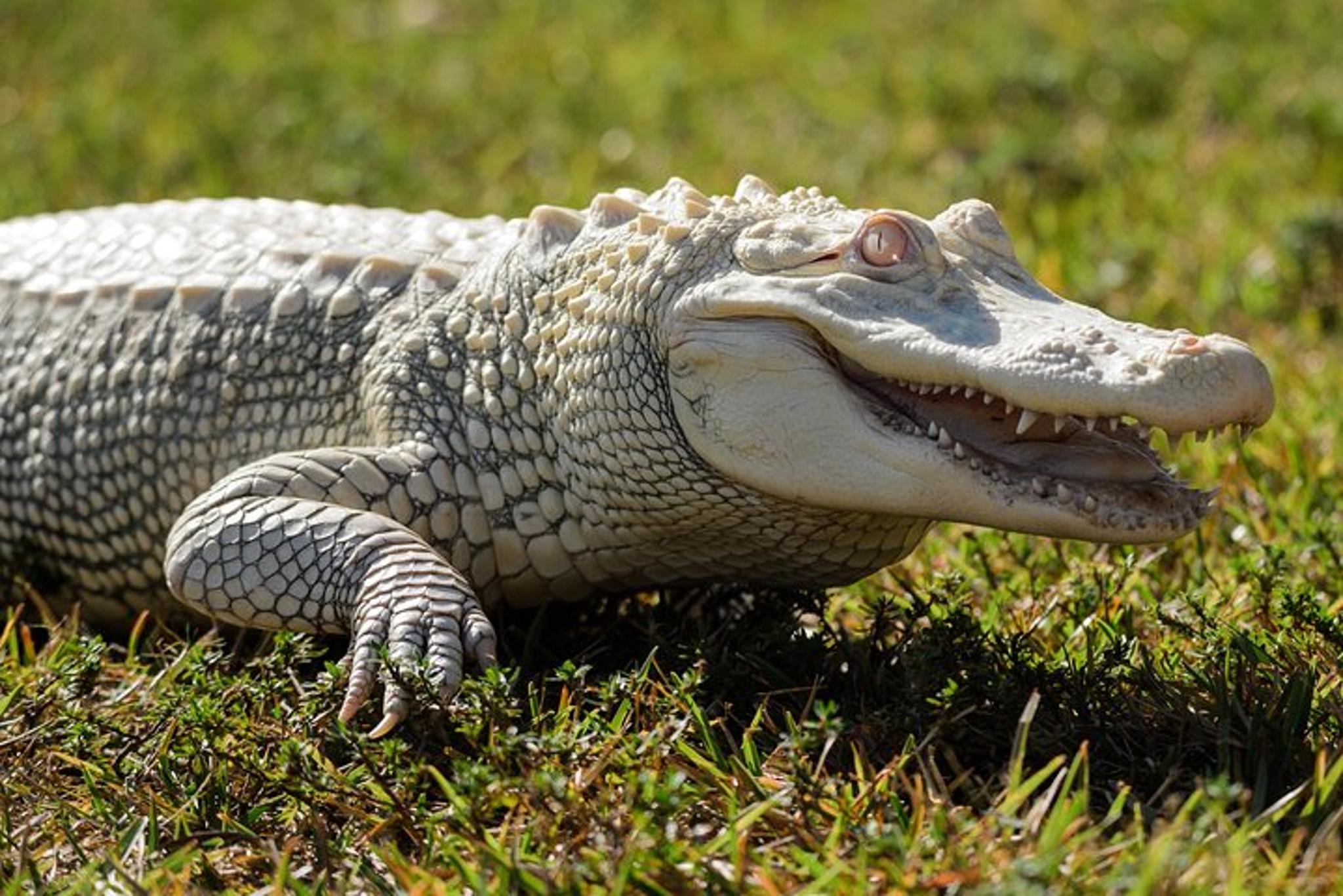 Miami Everglades Airboat Adventure with Transfer - Image 2