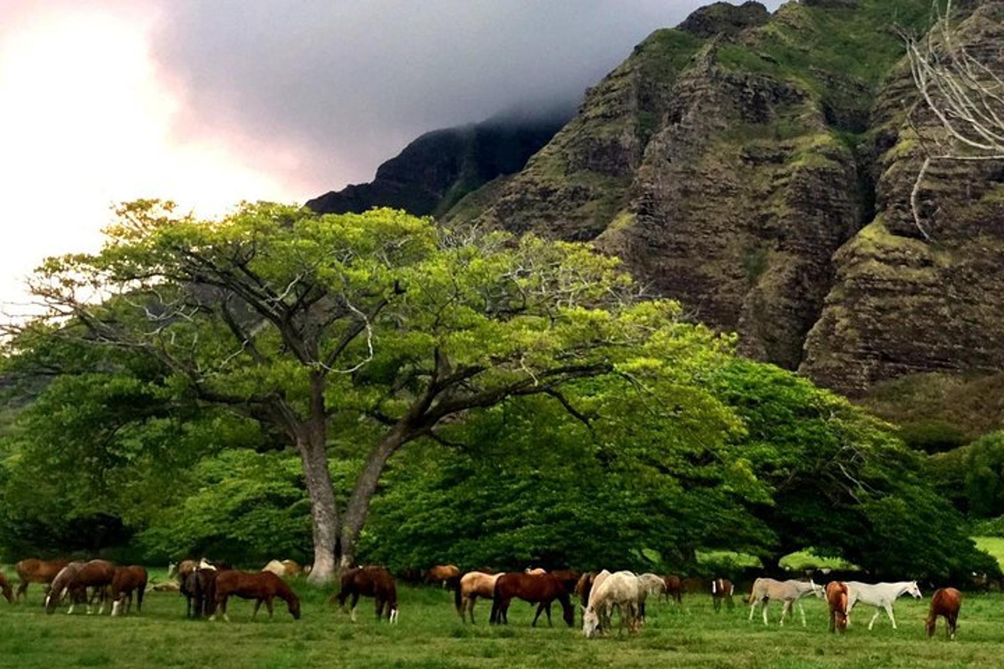 Kaneohe E-Bike Tour at Kualoa Ranch 2 hr - Image 6