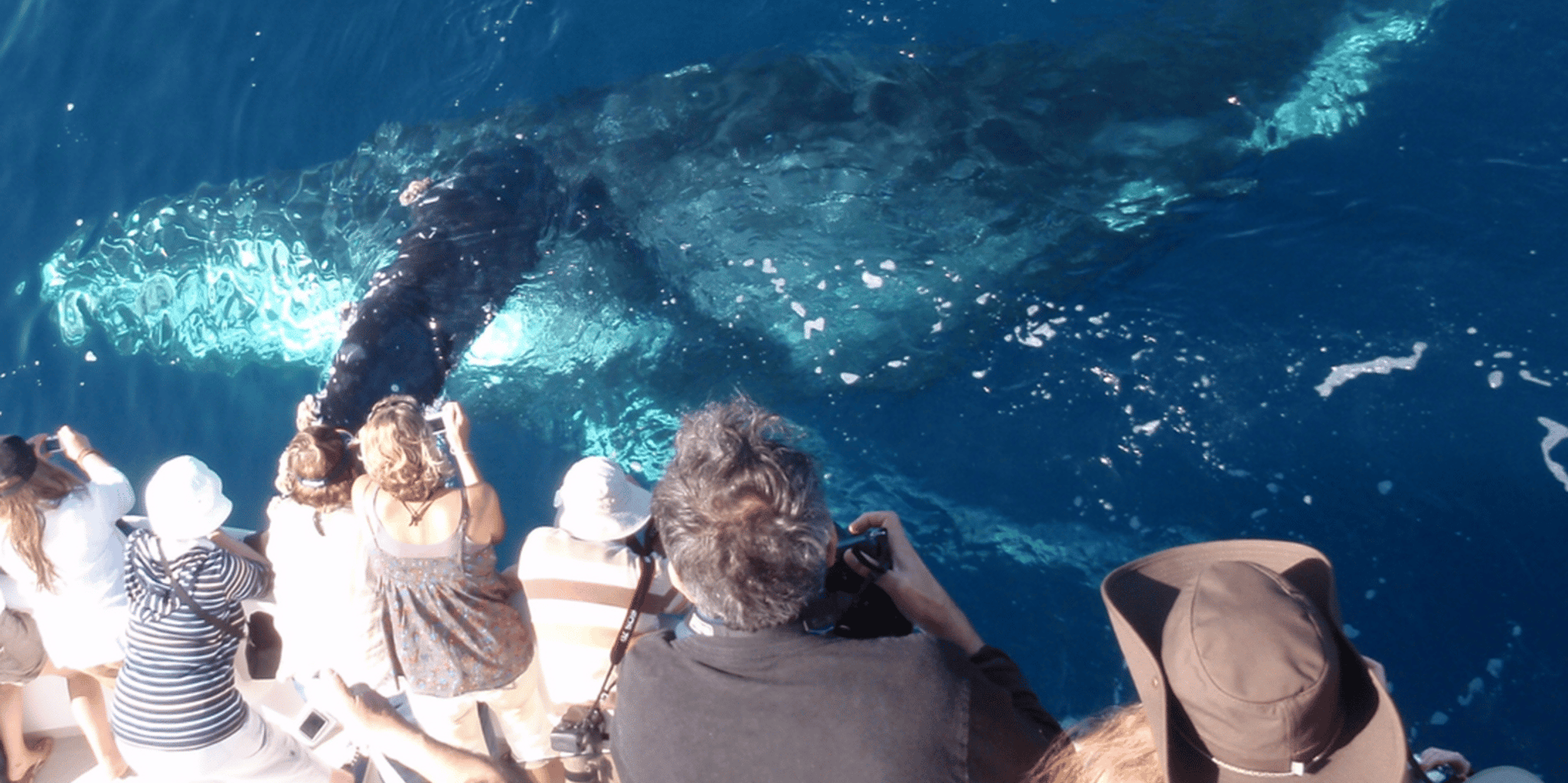 Newport Beach Whale Watching Cruise - Image 2