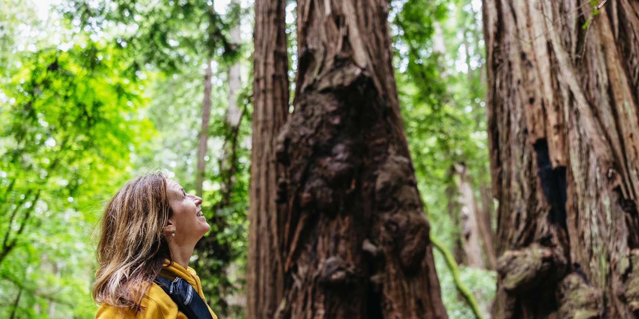 San Francisco Muir Woods & Sausalito Tour with Ferry Option