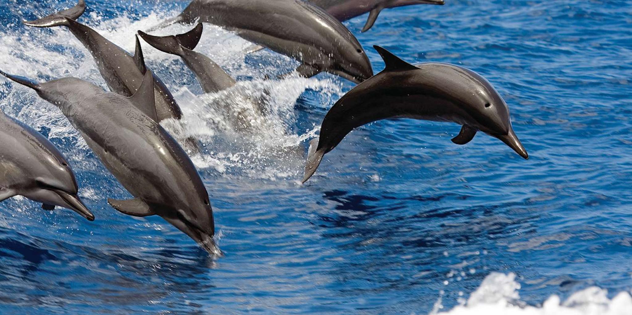 Waikoloa Snorkeling and Sailing Adventure