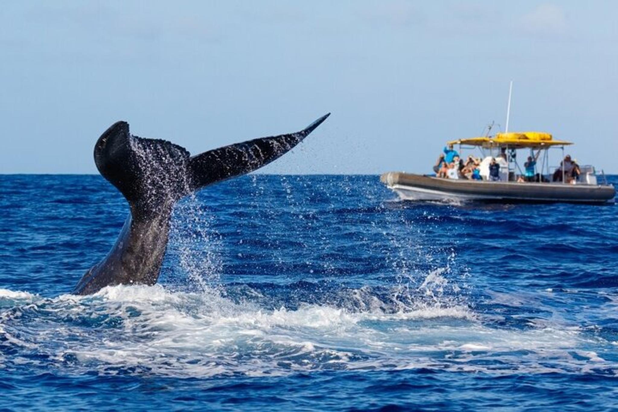 Kaanapali Beach Whale Watching Tour - Image 1