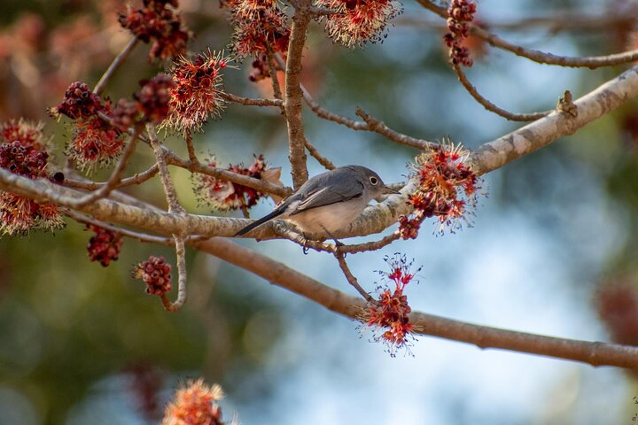 Charleston Birding Tour in Hampton Park - Image 6