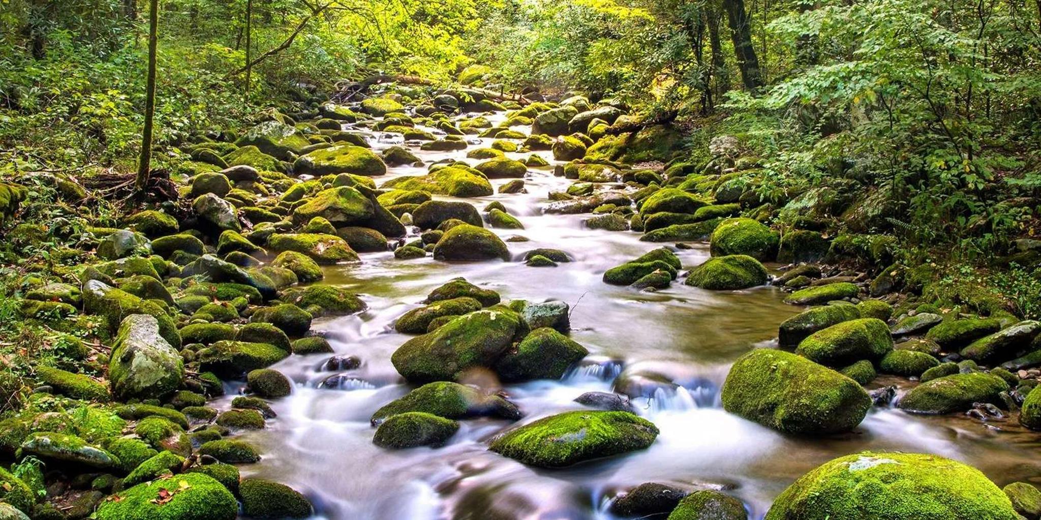 Pigeon Forge Smoky Mountains Jeep Tour - Image 3