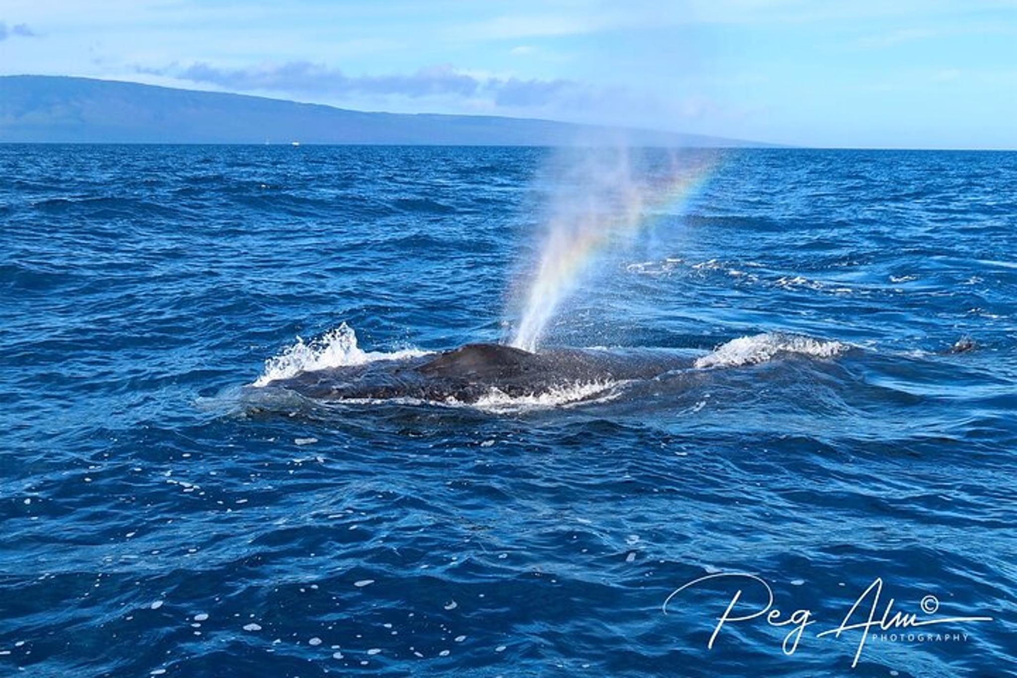 Maui Paddleboard Whale Watch - Image 4