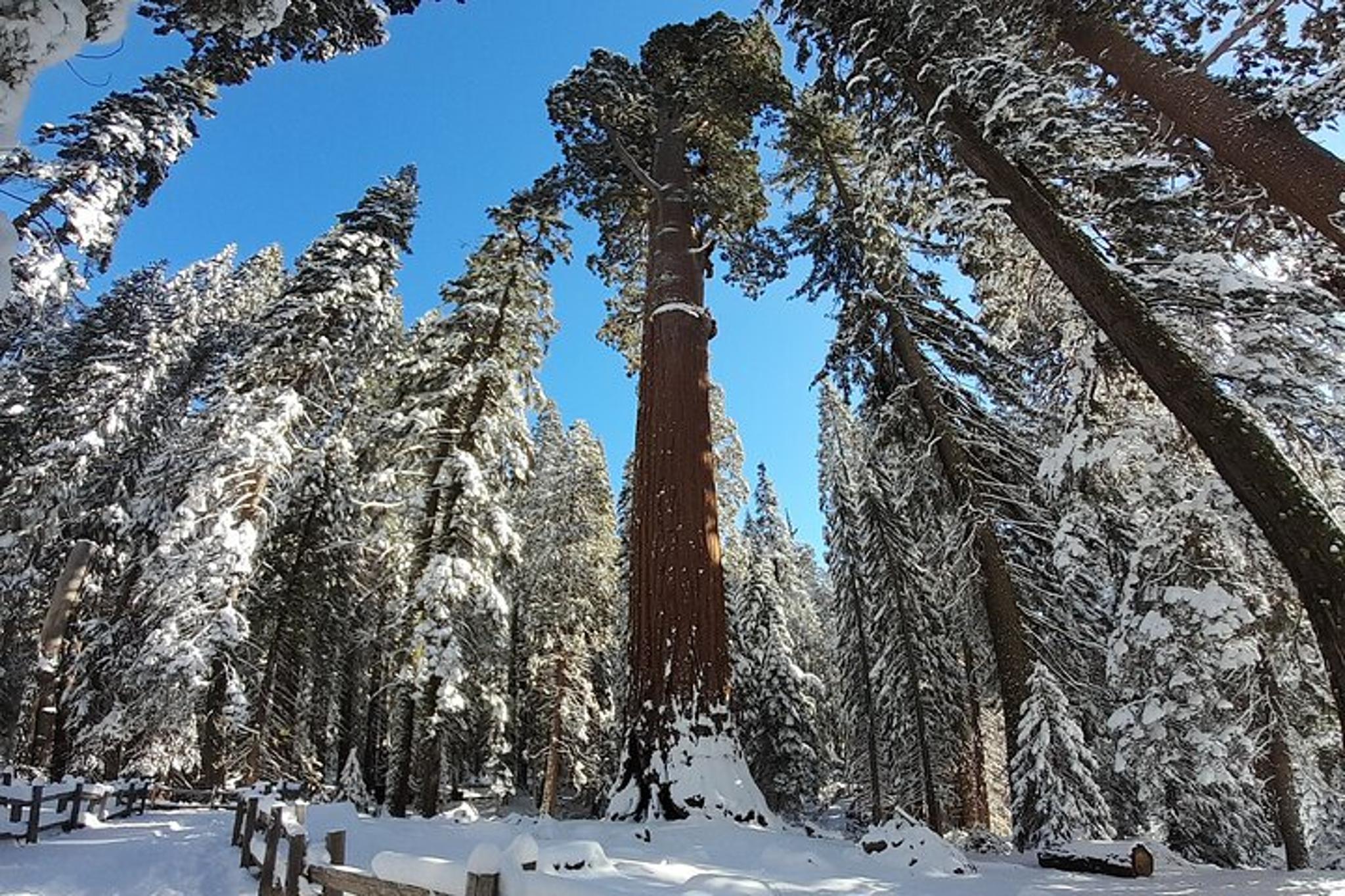 Fresno Sequoia Winter Tour 4 hr - Image 4