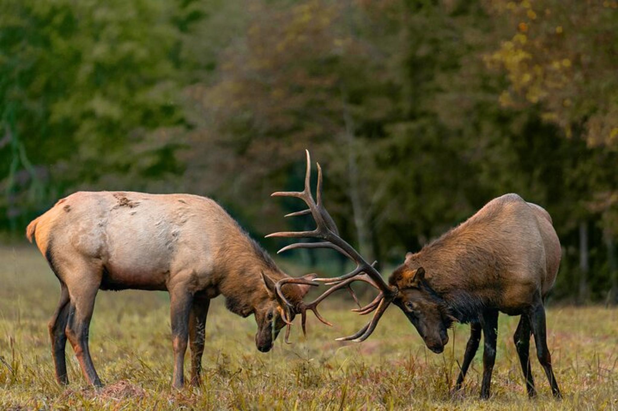 Rocky Mountain National Park Elk Rut Tour - Image 2