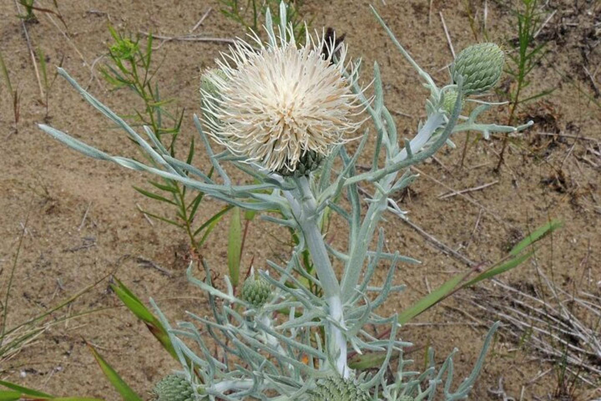 Michigan Lakeshore Self-guided Audio Driving Tour - Image 5