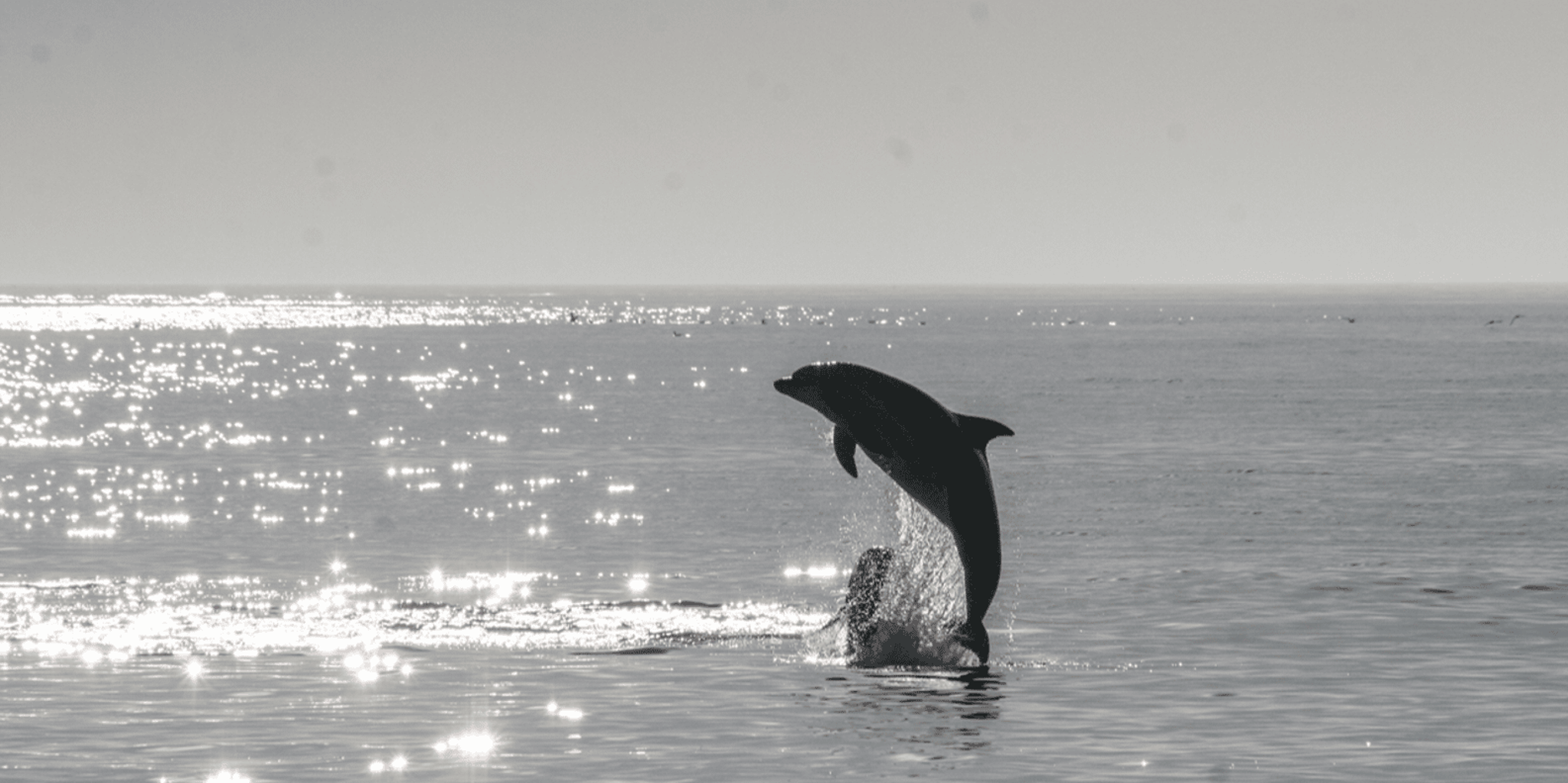 Hilton Head Dolphin Watching Cruise - Image 4
