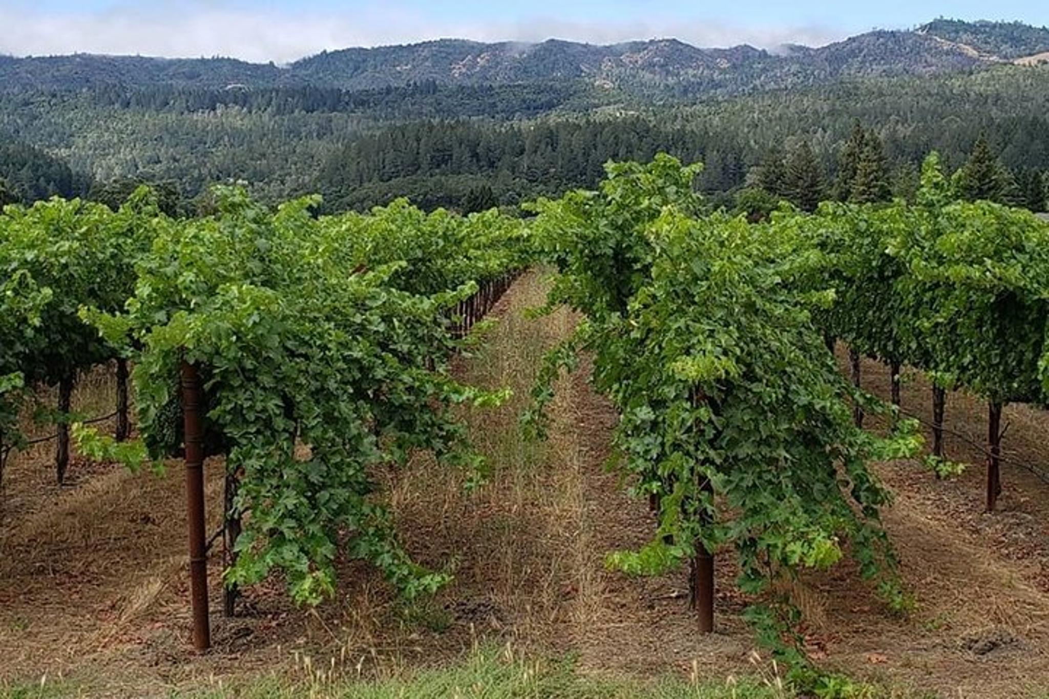 San Francisco Wine Tasting Tour in Sonoma 6 hr - Image 2