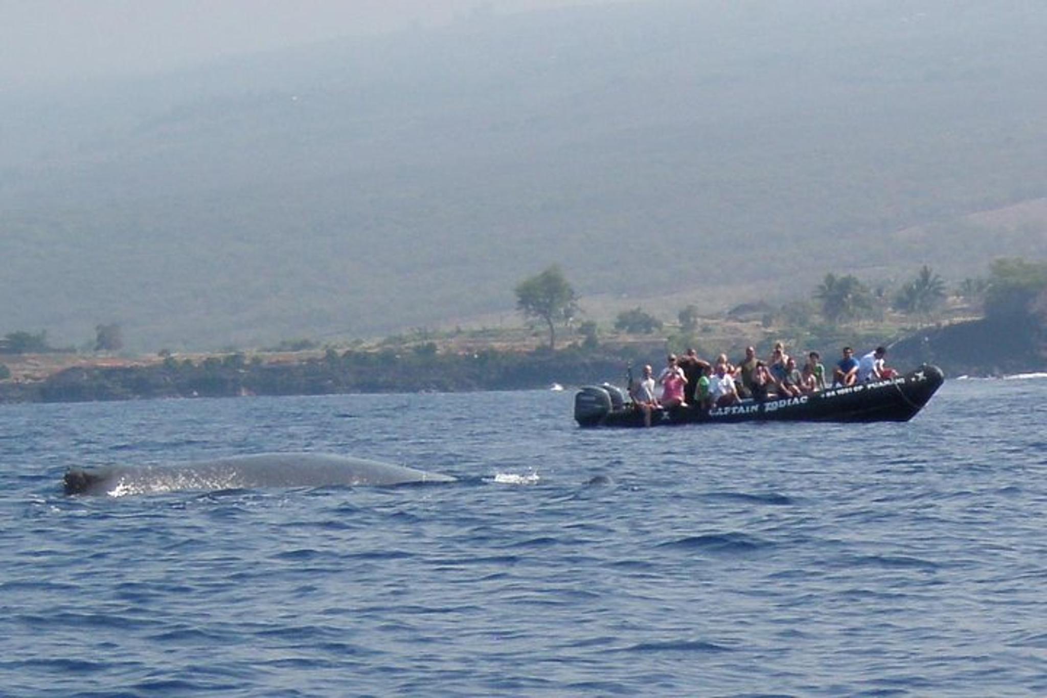 Kailua-Kona Whale Watching Raft Adventure - Image 5