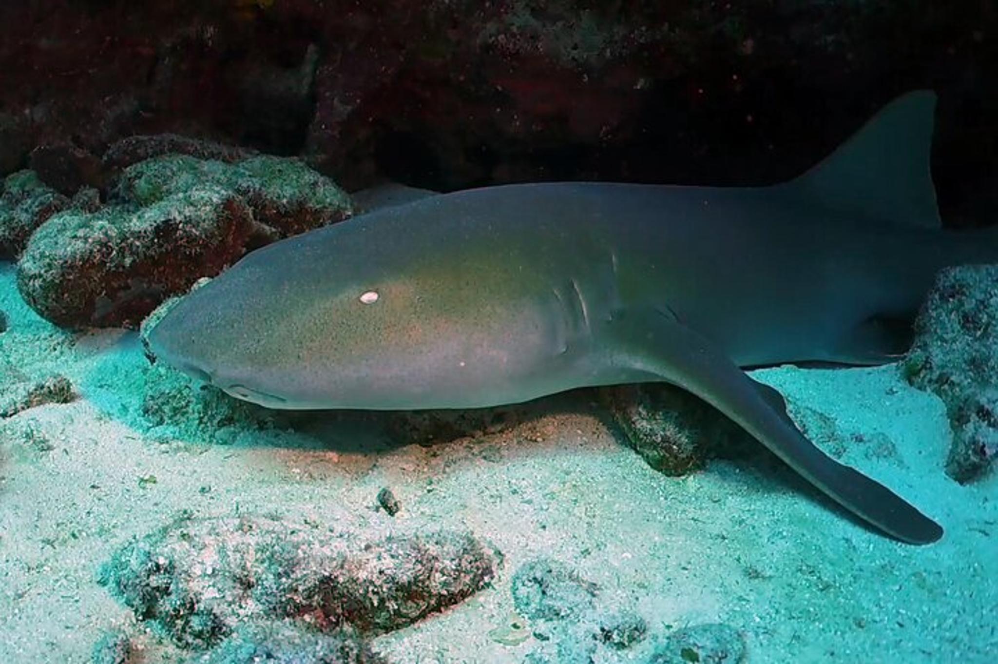 Key Largo Scuba Diving Trip 2-Location 4 hr - Image 5
