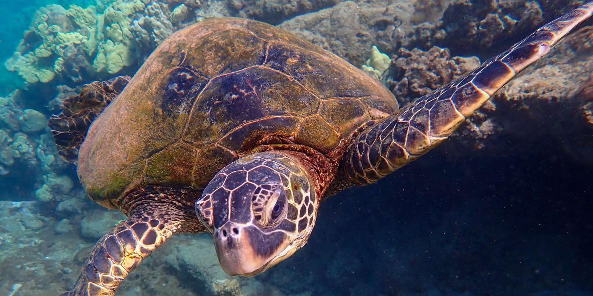 Maui Clear Kayak and Snorkel Tour - Image 3