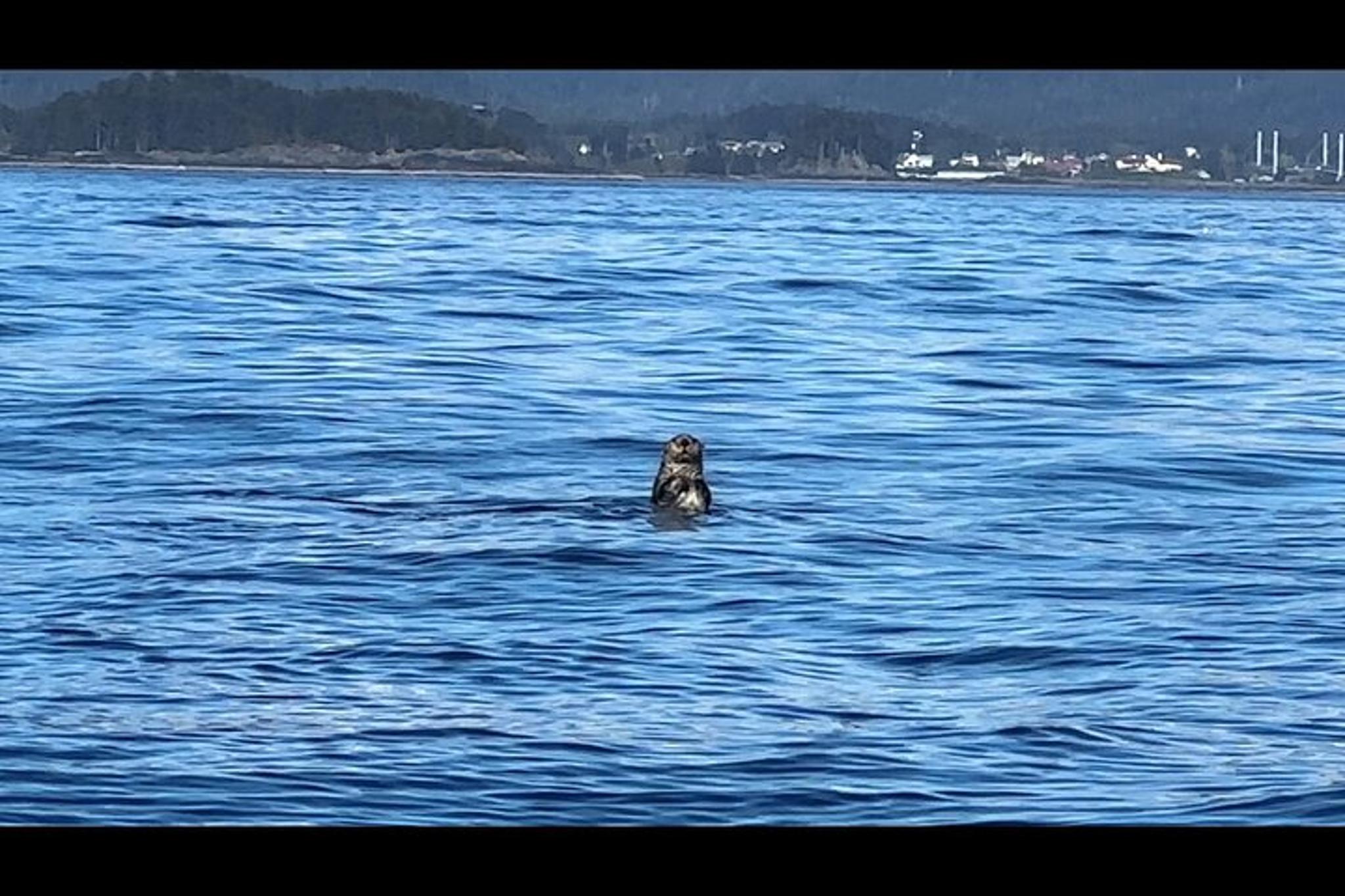 Sitka Wildlife Boat Tour - Image 6