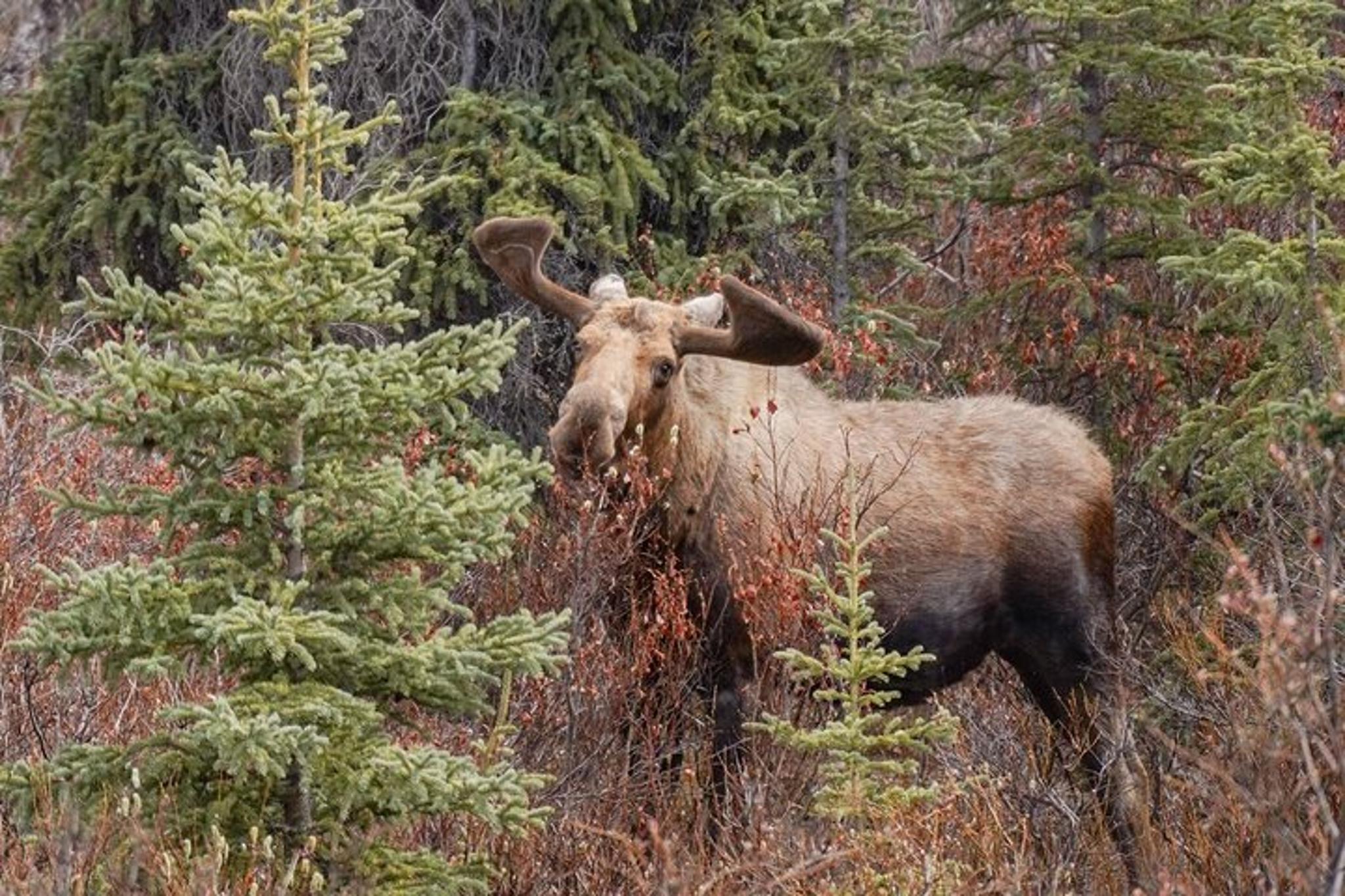 Denali Shuttle Service - Image 6