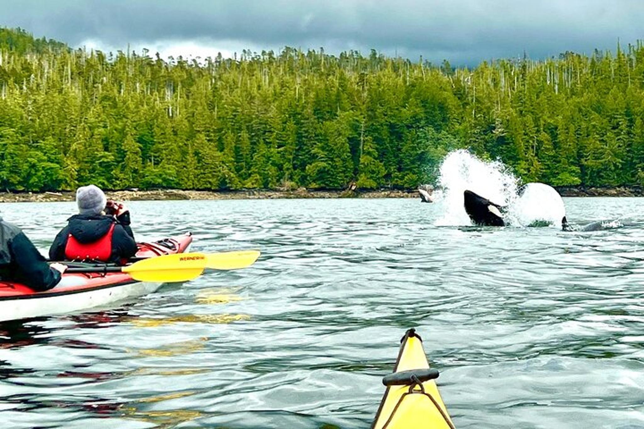 Ketchikan Sea Kayaking Adventure - Image 3