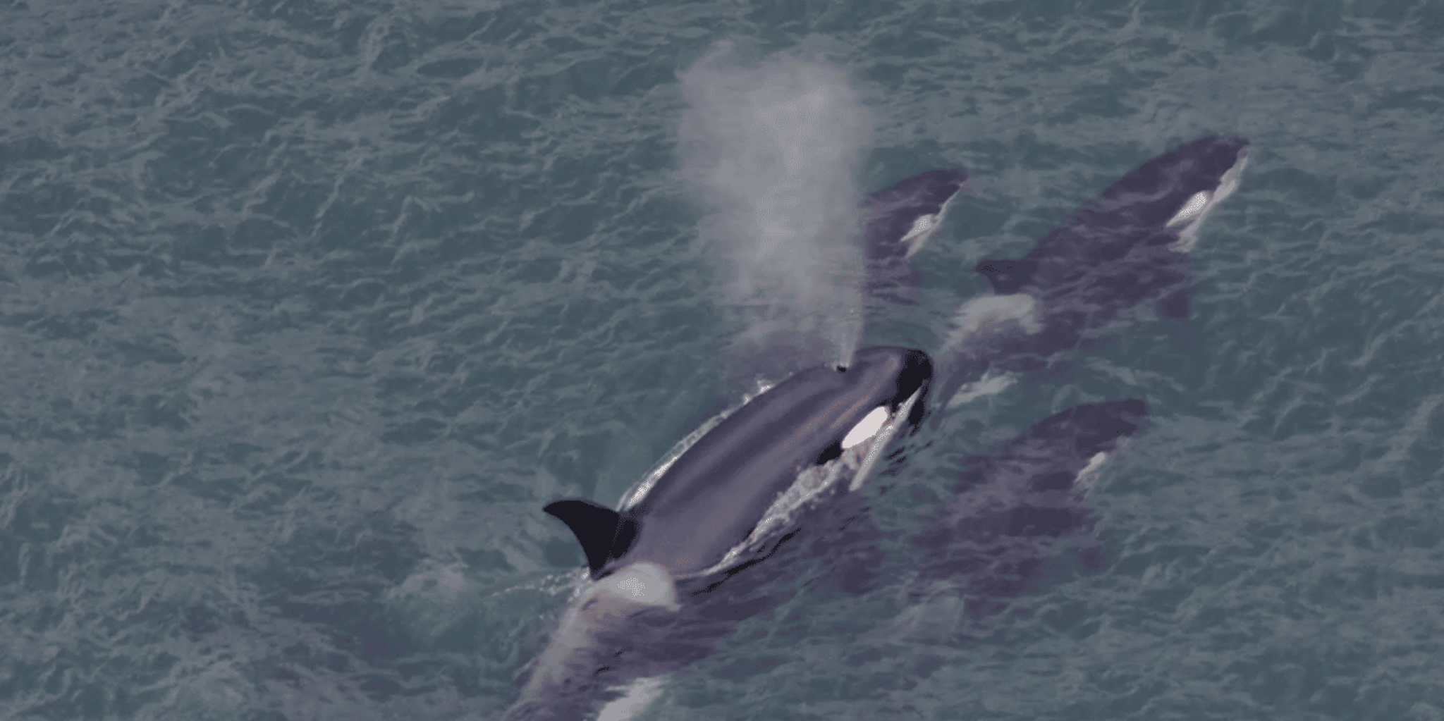 Hoonah Whale Watching with Drone Filmography - Image 4