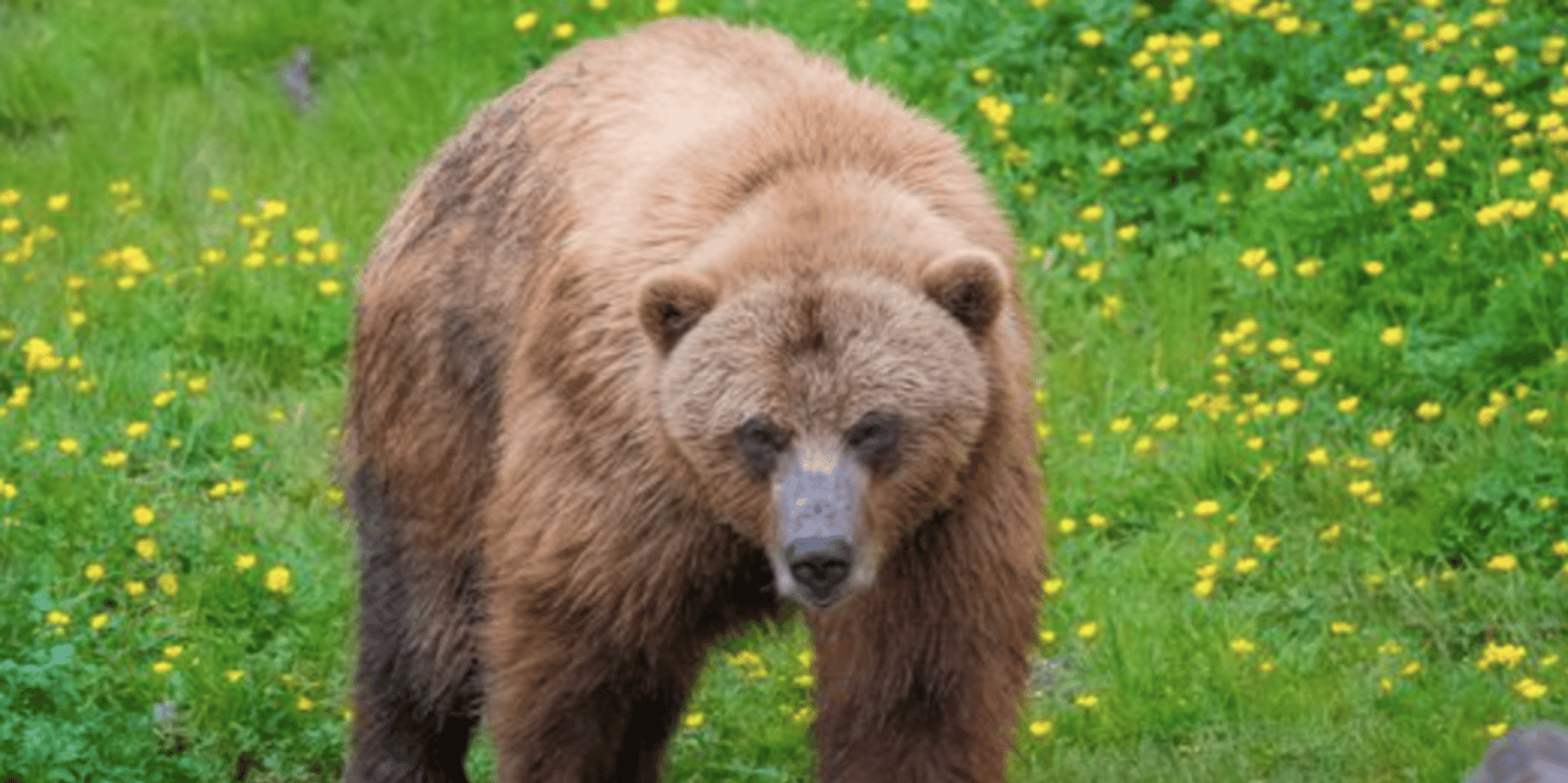 Sitka Totem Poles and Wildlife Tour - Image 3