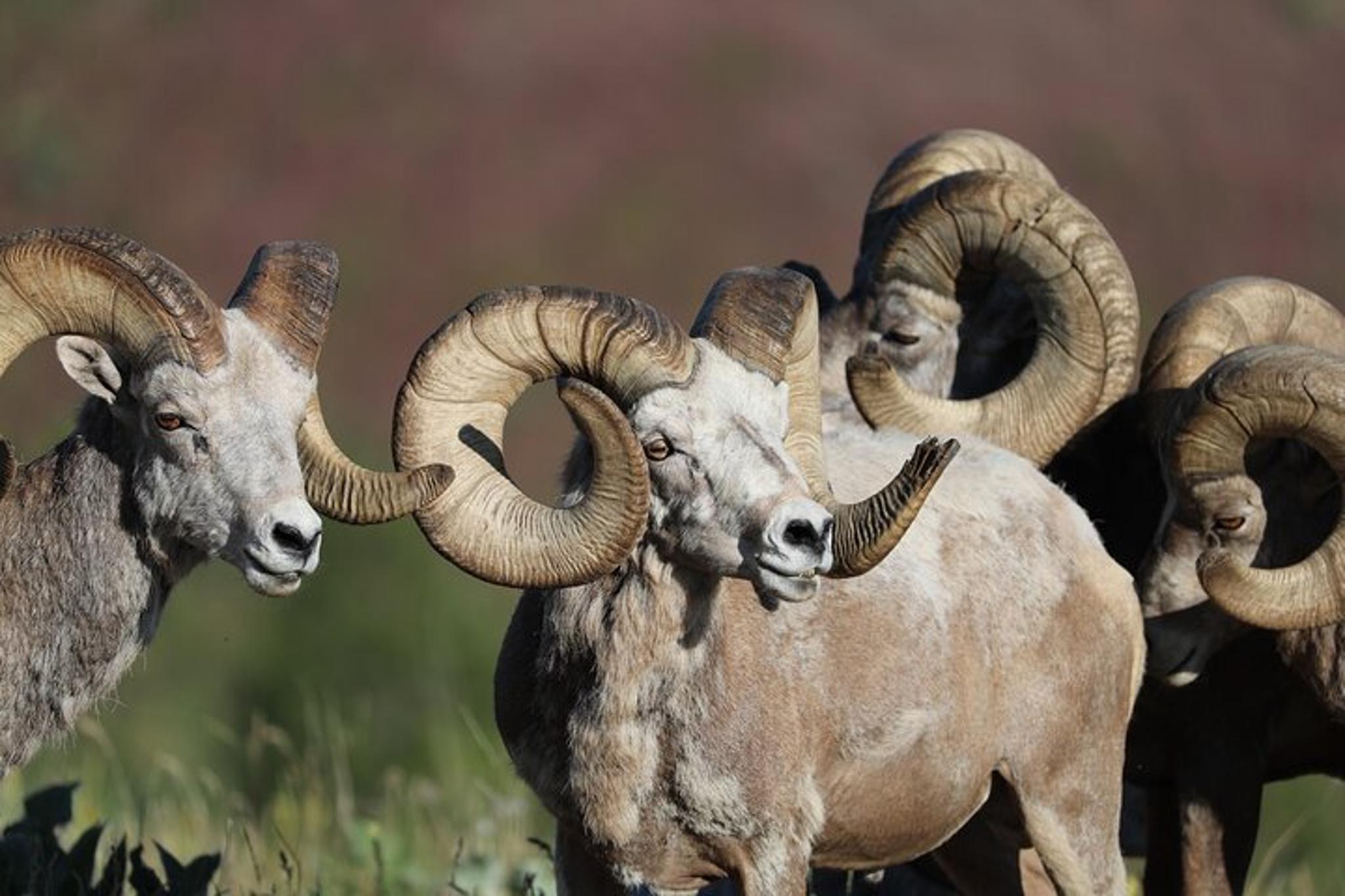 Rocky Mountain National Park Wildlife Tour