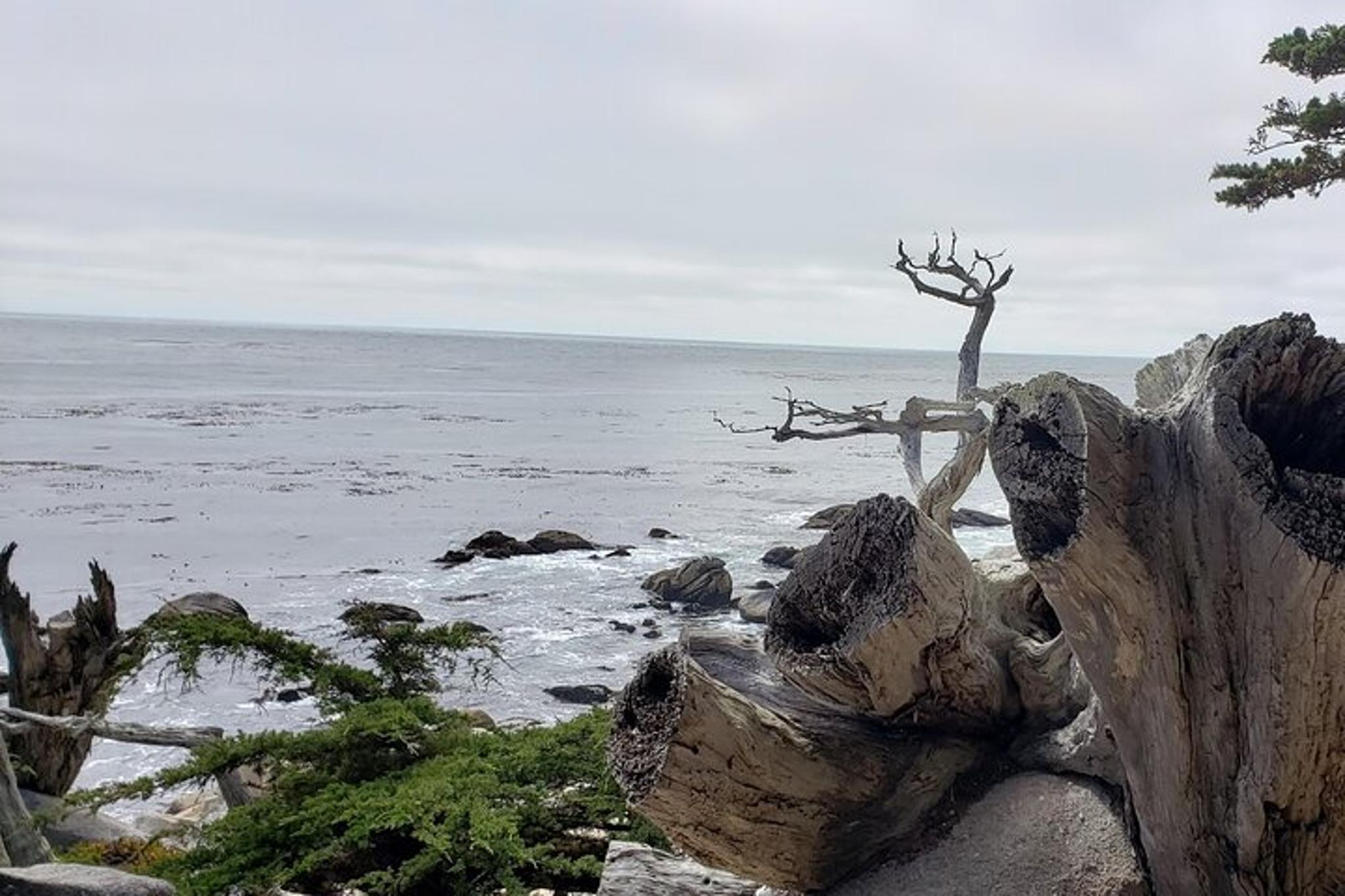 Monterey & Carmel Sightseeing Private Tour - Image 3