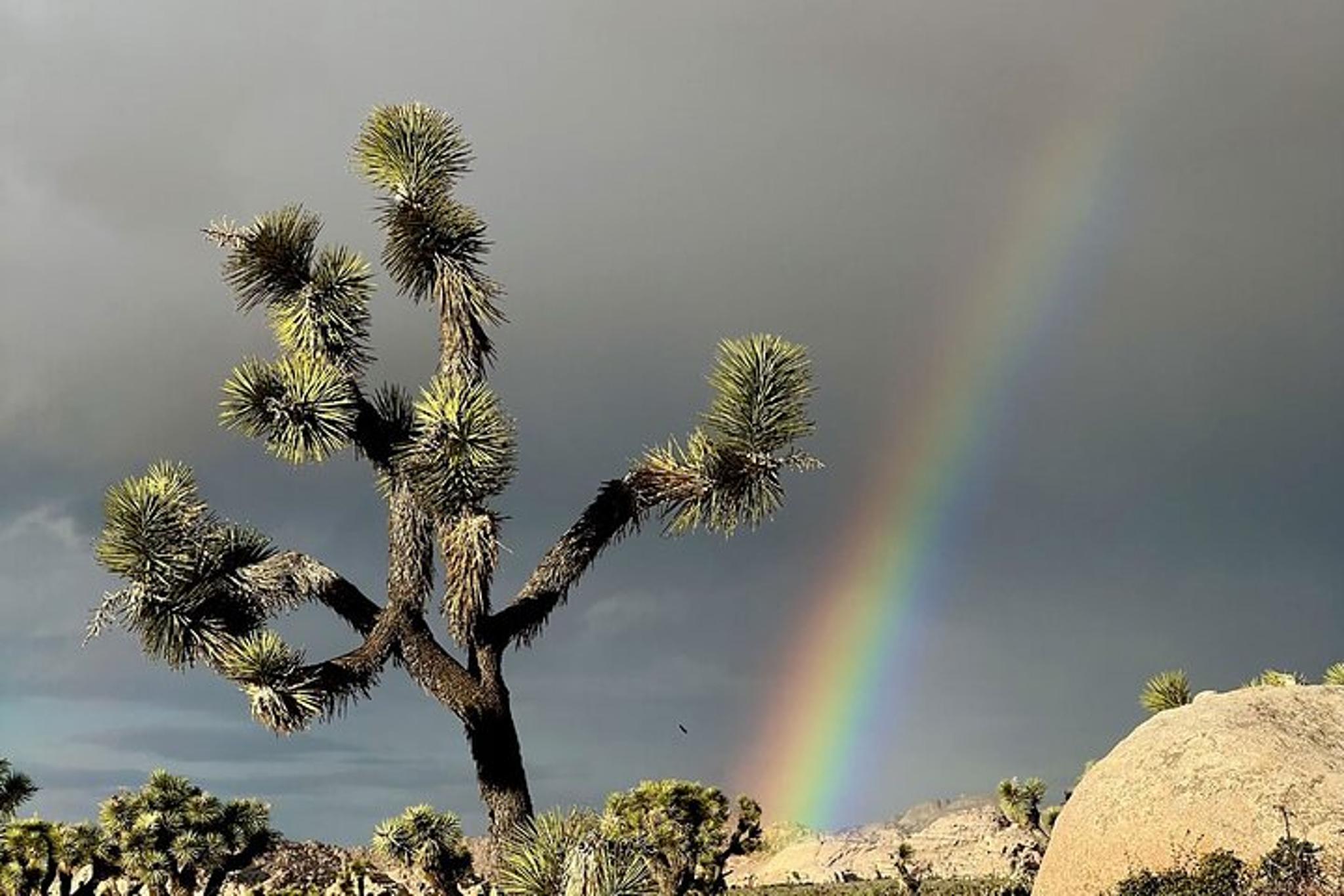 Joshua Tree National Park Scenic Tour - Image 2