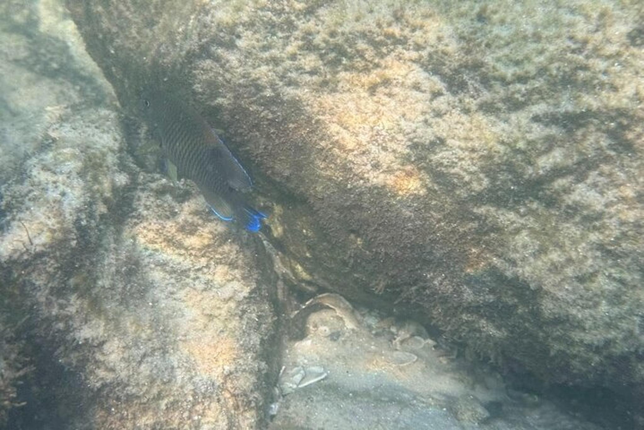 Orange Beach Snorkeling Excursion - Image 3