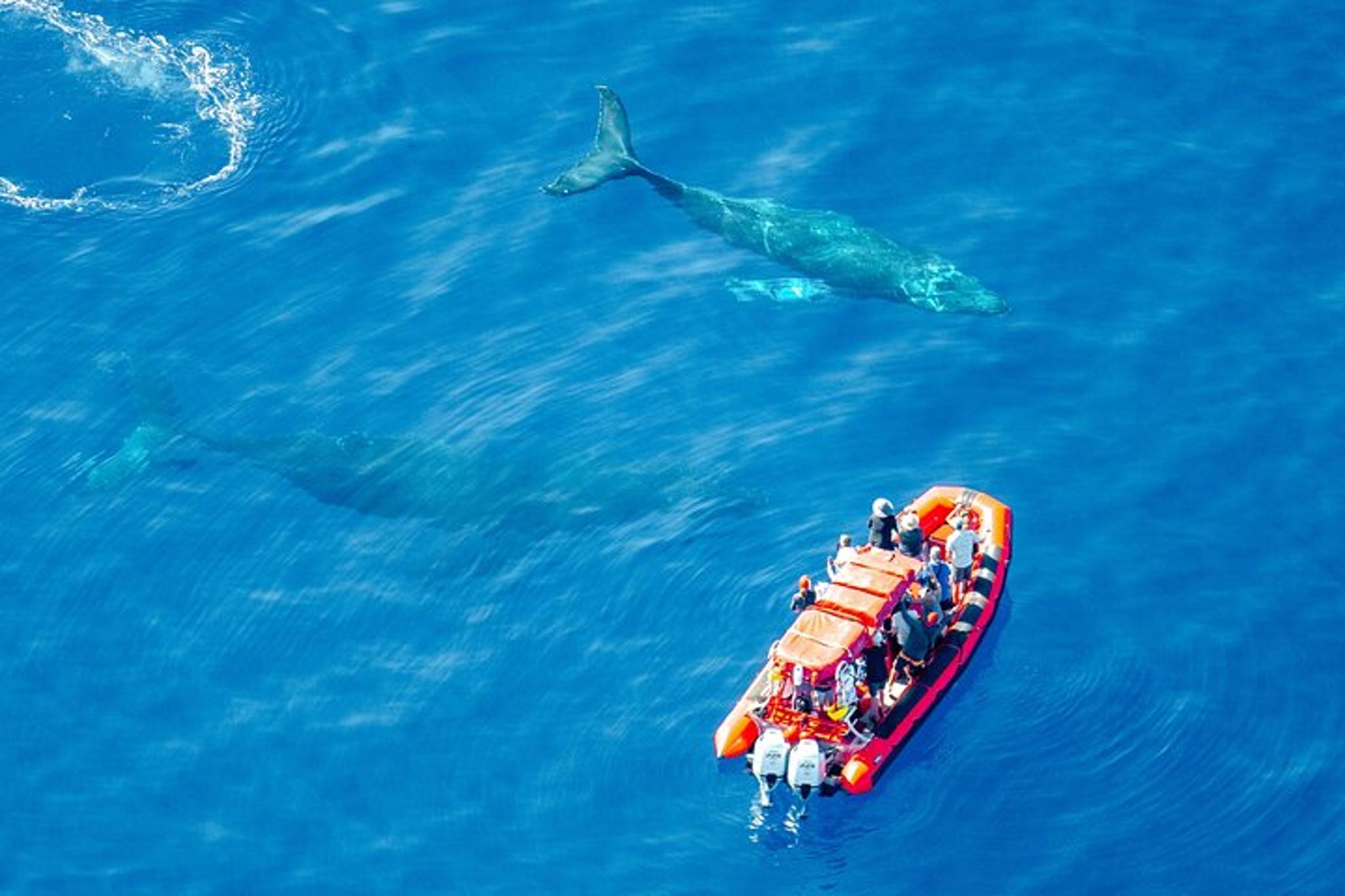 Maui Whale-Watching Raft Tour from Kihei - Image 2