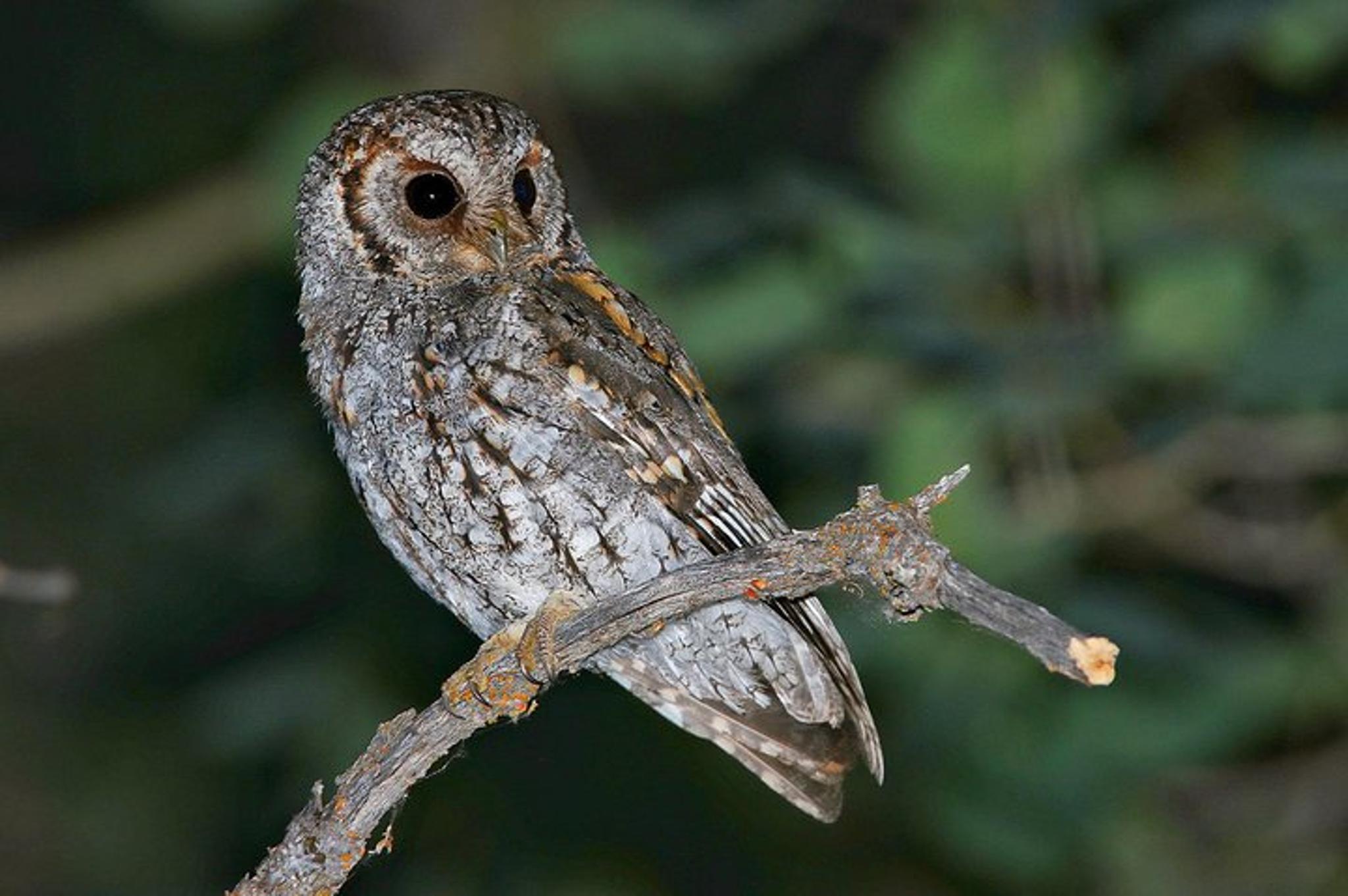 Salt Lake City Owling Experience