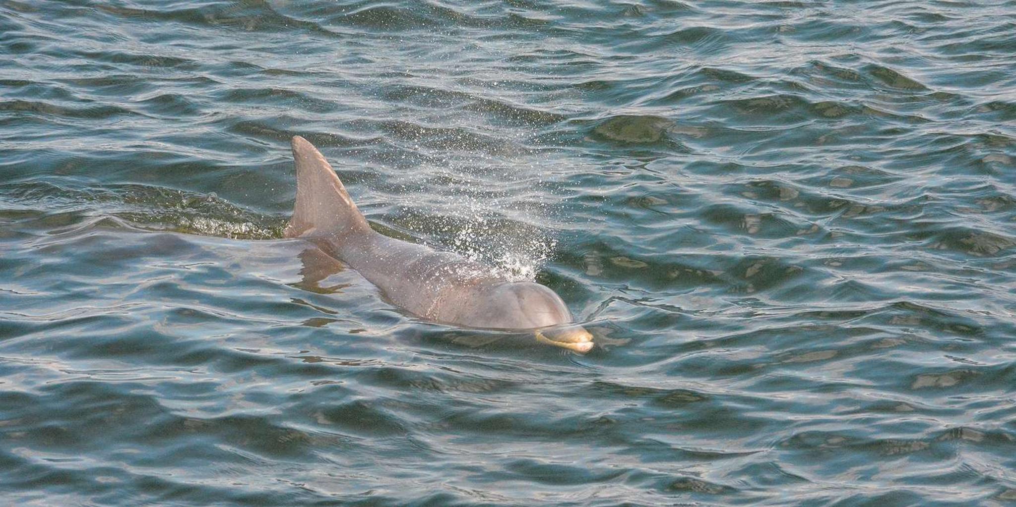 St. Augustine Dolphin Watching Harbor Tour - Image 3