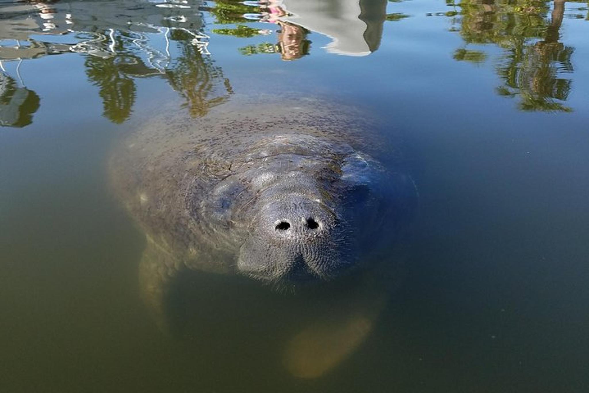 Cocoa Beach Mangrove Kayak Tour