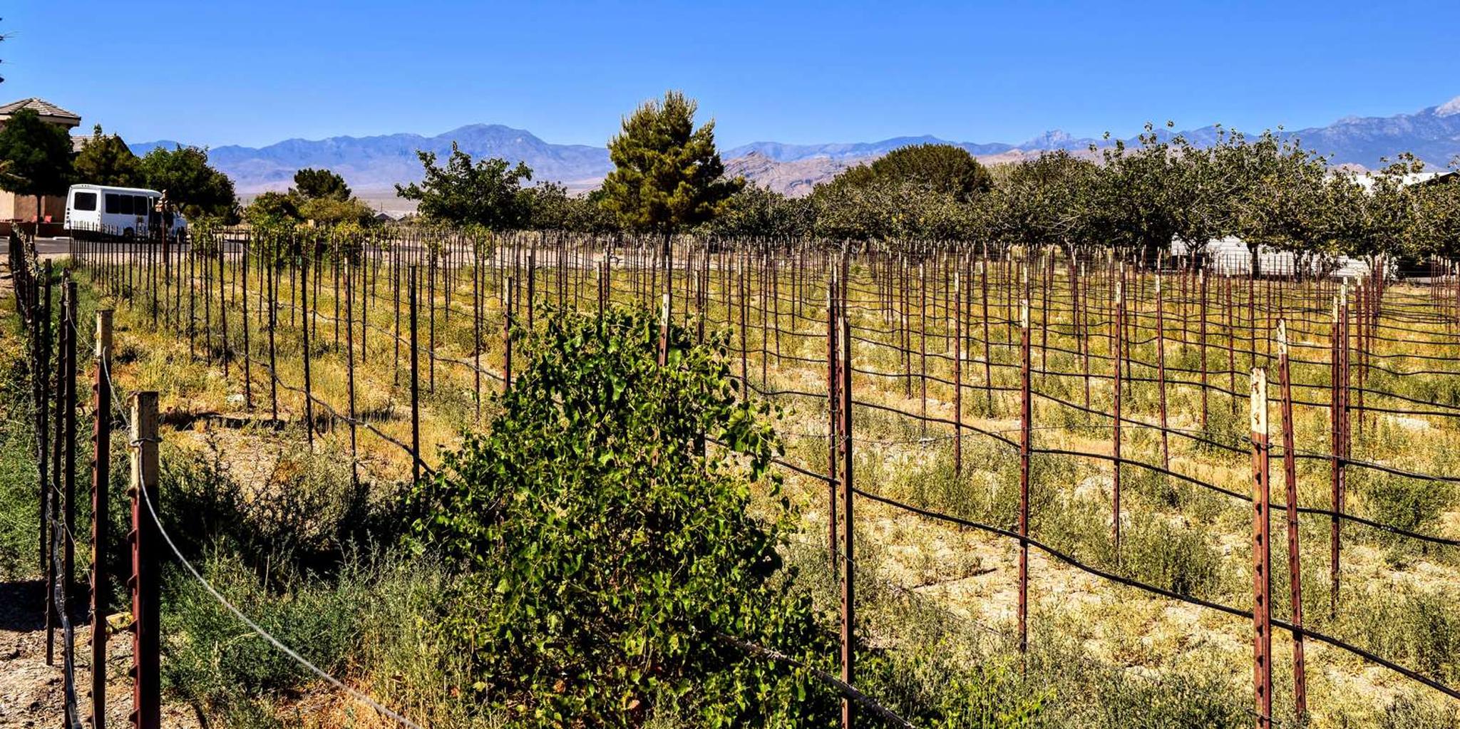 Las Vegas Wine Tasting Tour in Pahrump - Image 4