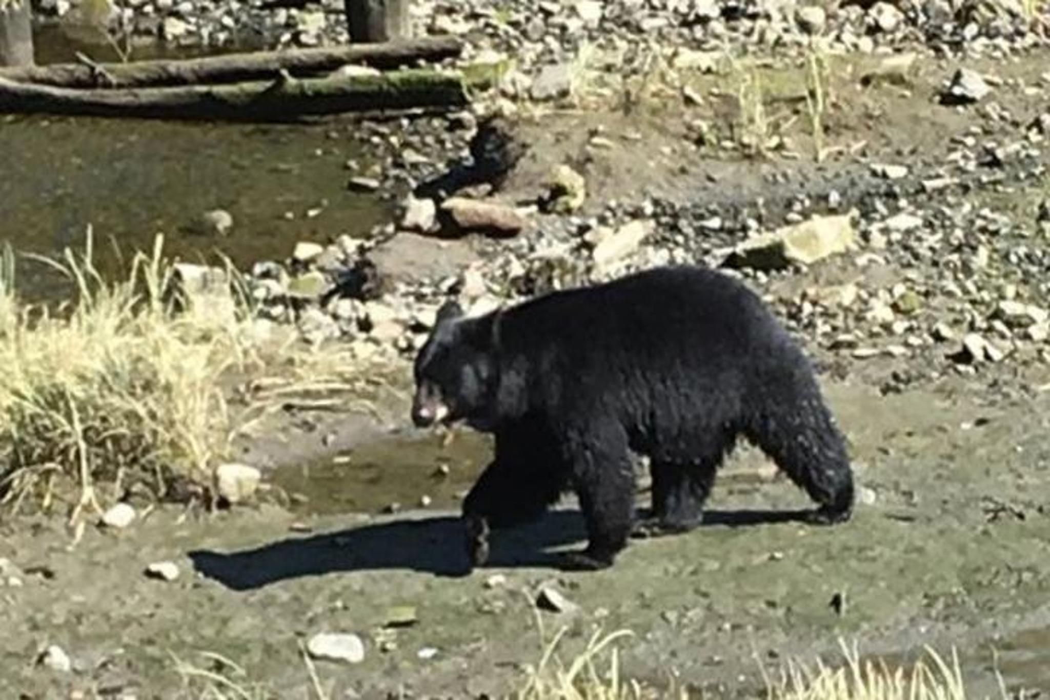 Ketchikan Eagle Sanctuary and Rainforest Tour