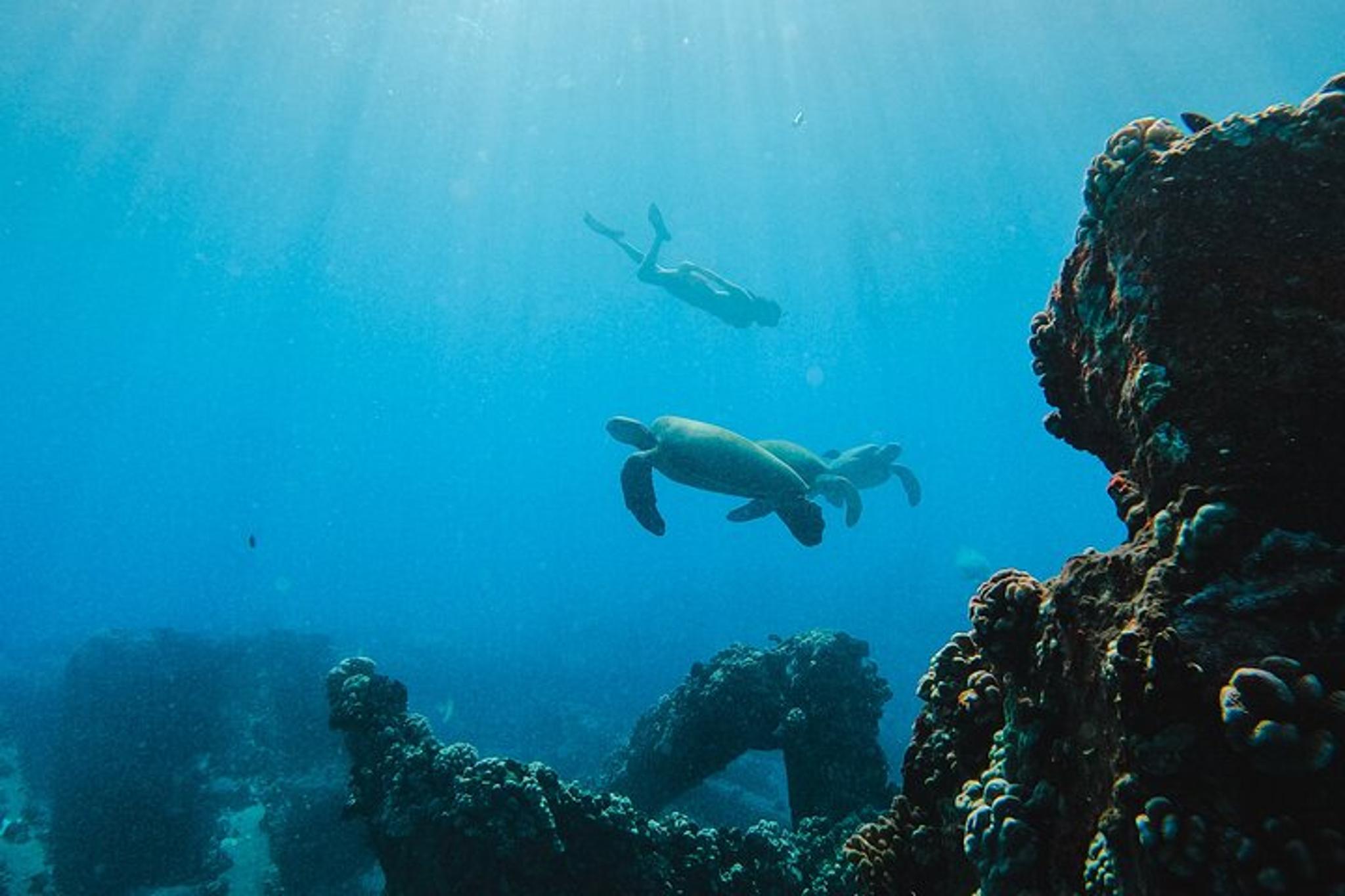 Maui Snorkel & Sail at Coral Gardens 2.5 hr - Image 6