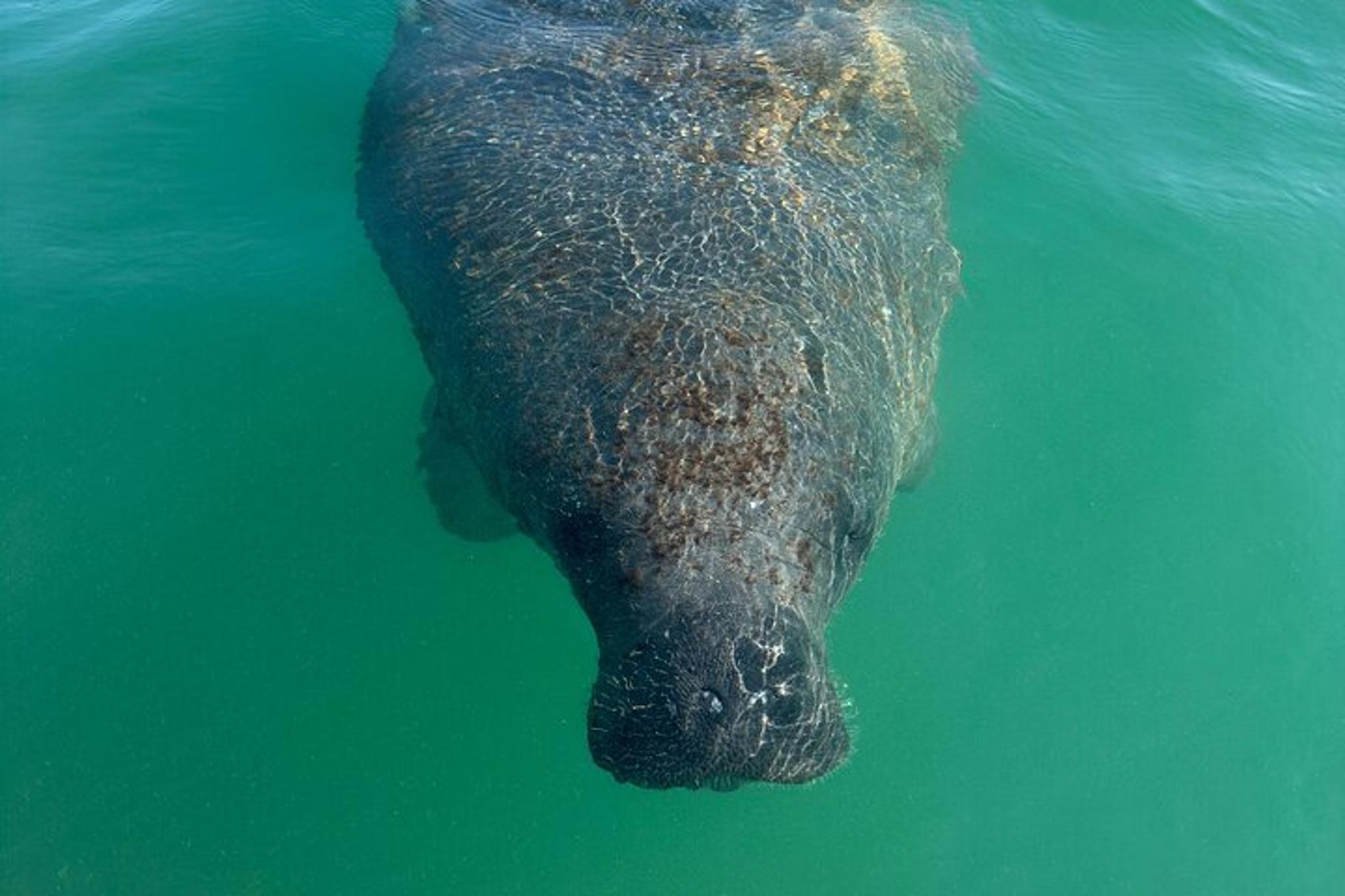 Anna Maria Island Manatee Kayak Tour 2 hr - Image 3